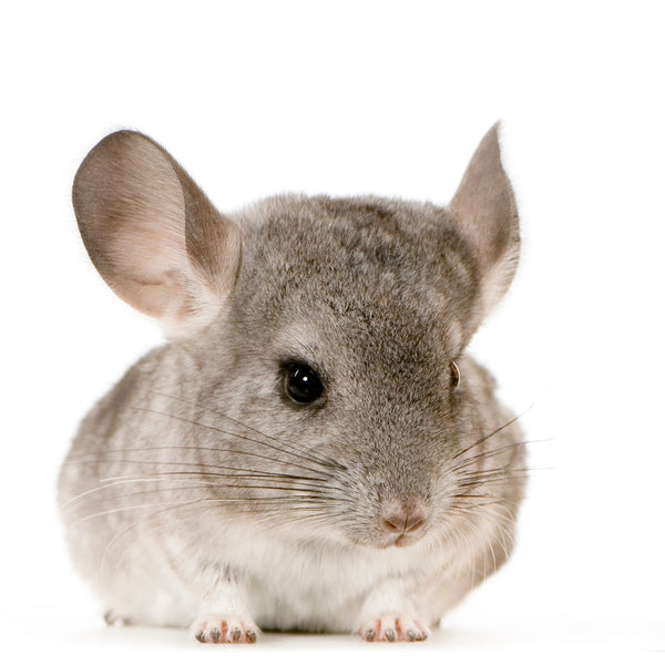 Chinchilla pet