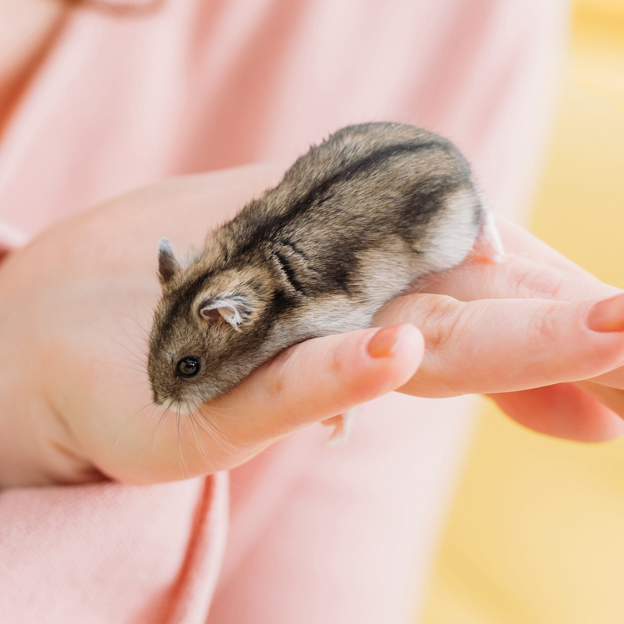 Top 5 Cute Hamster Pictures to Brighten Your Day in 2025!