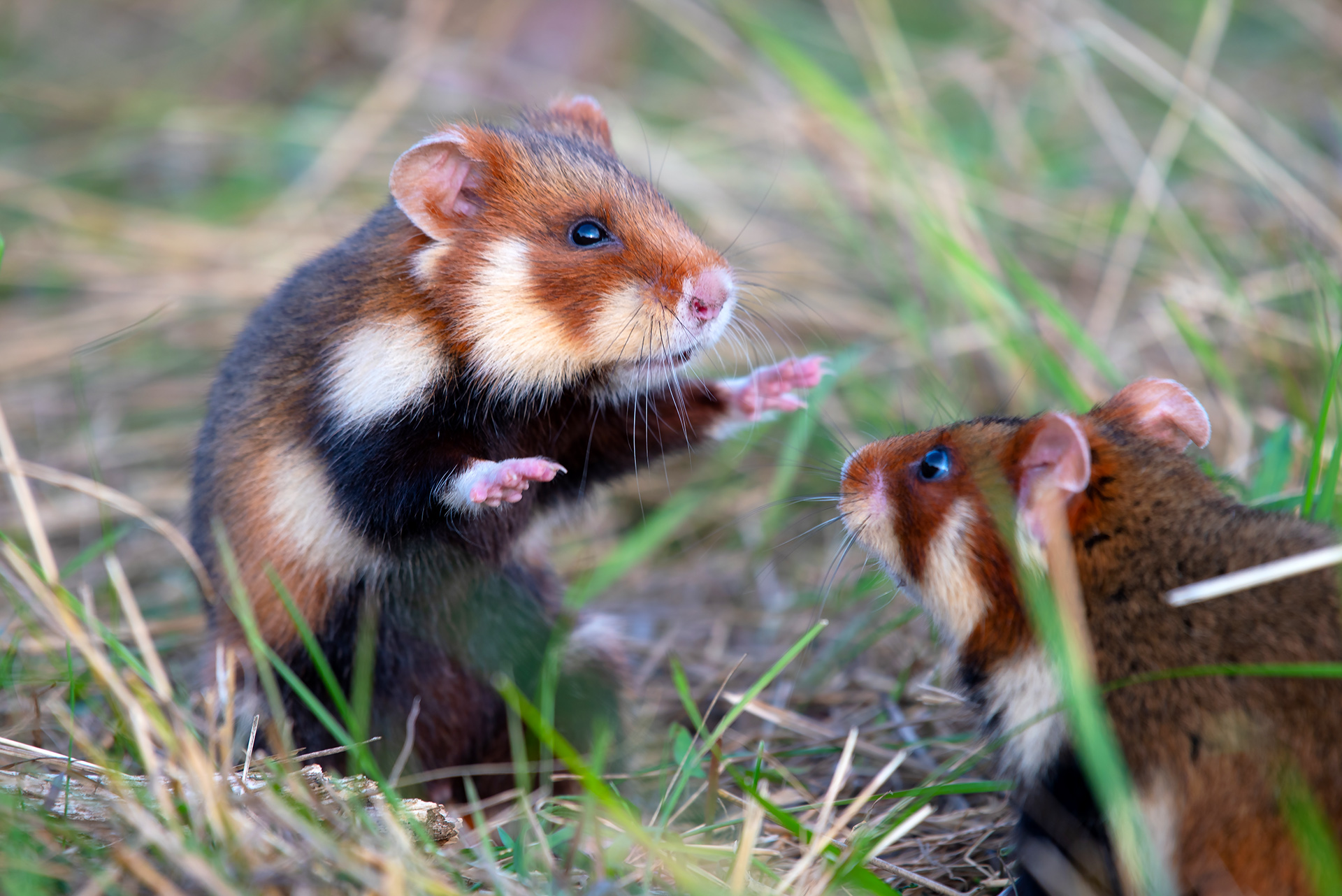 Cute Syrian Hamster