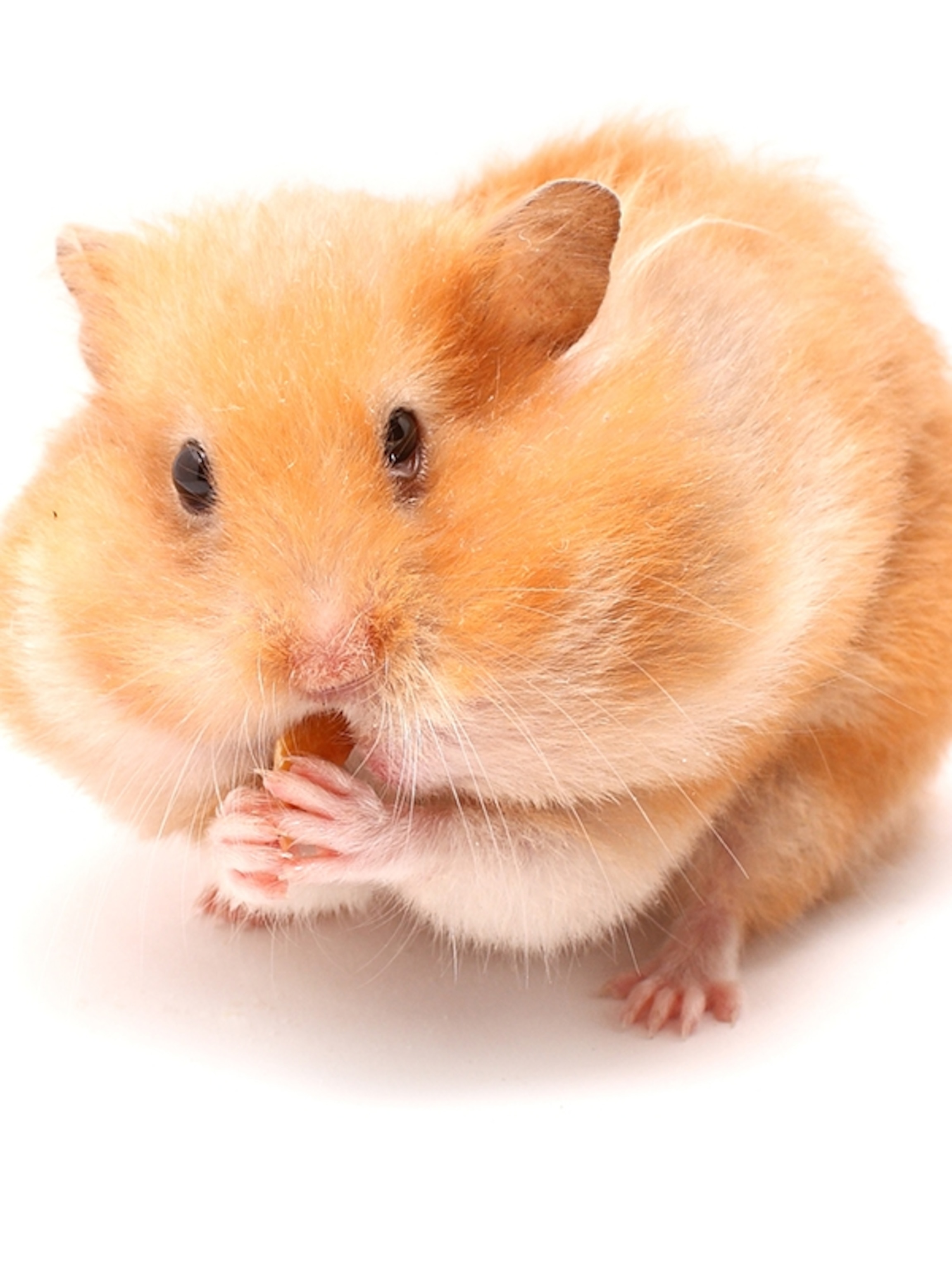 Playful Dwarf Hamster