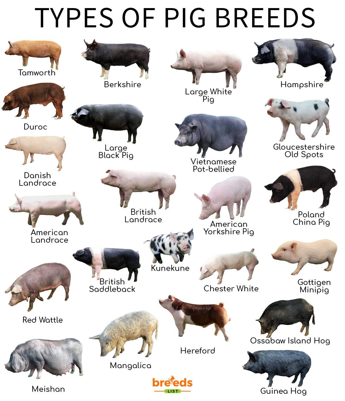 Effective Ways to Choose Small Pig Breeds for Your Home in 2025