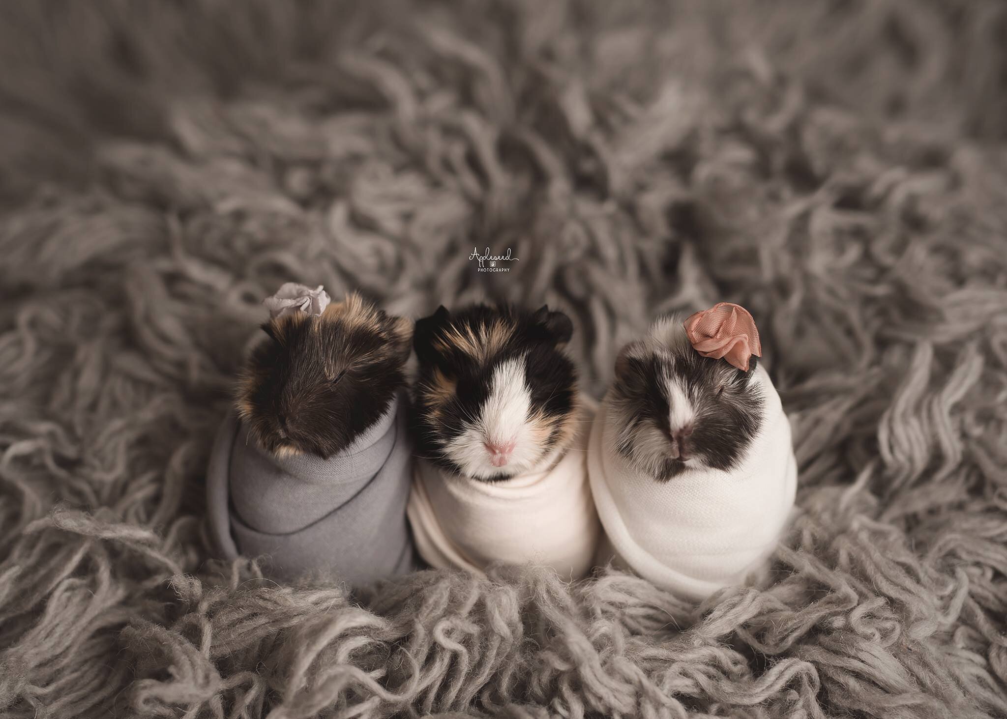 Newborn Guinea Pigs