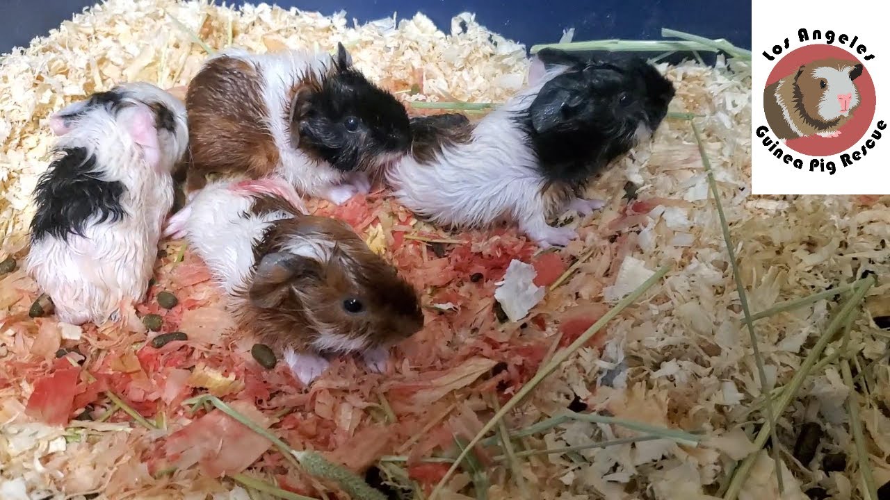 Newborn Guinea Pigs Together