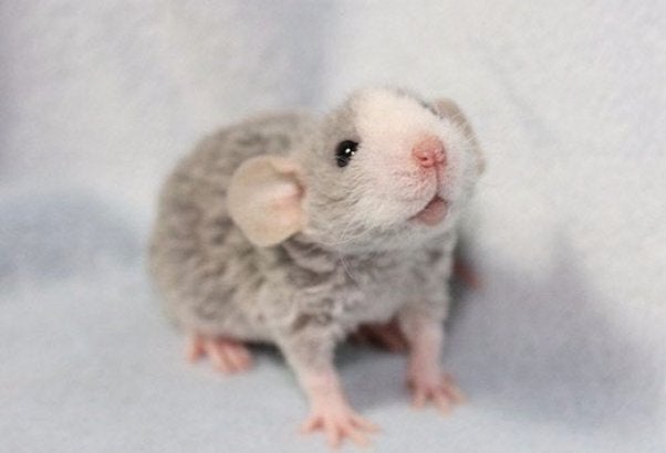 Smart Ways to Care for Your Curly Haired Rat in 2025! Discover Top Tips for Health & Happiness