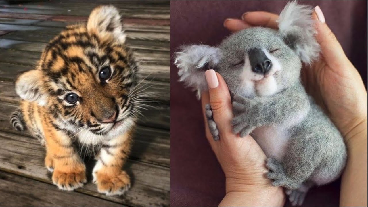 Smart Ways to Care for Cute Little Animals in 2025: Discover Essential Tips!