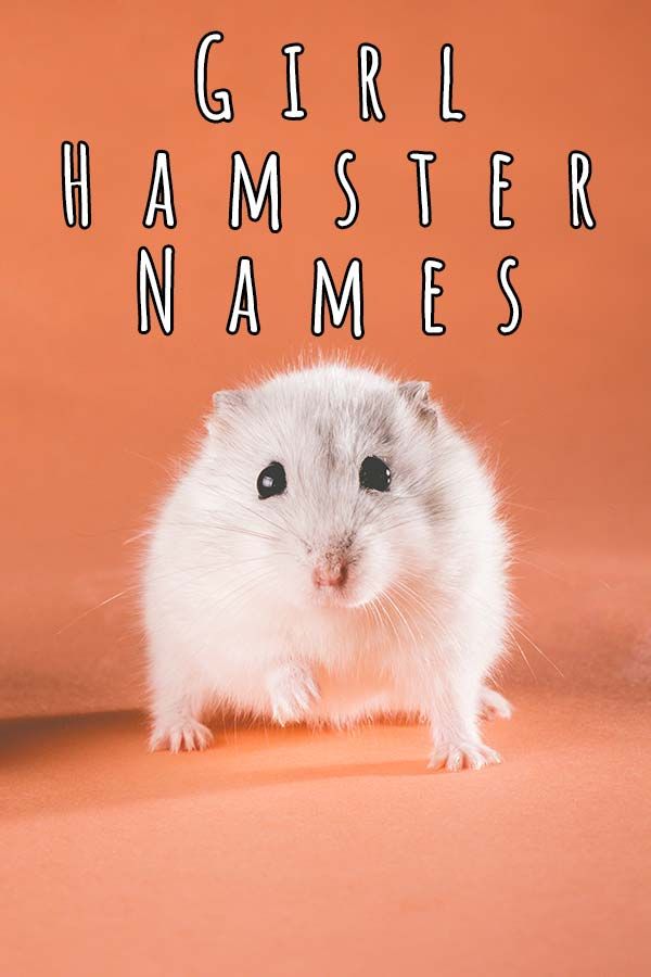 Cute Girl Hamster Names