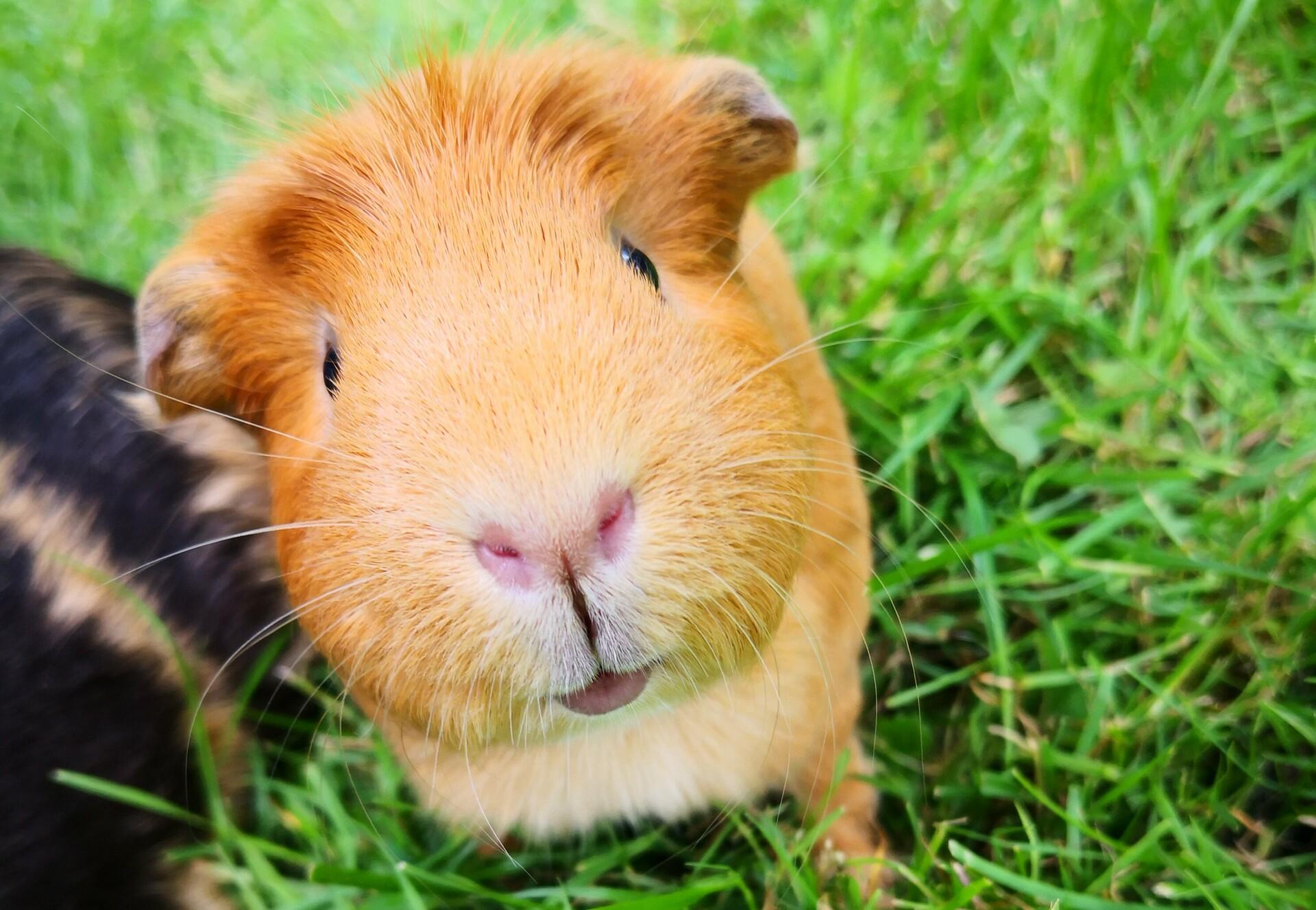 Practical Guide to Discovering the Best Guinea Pig Pictures in 2025