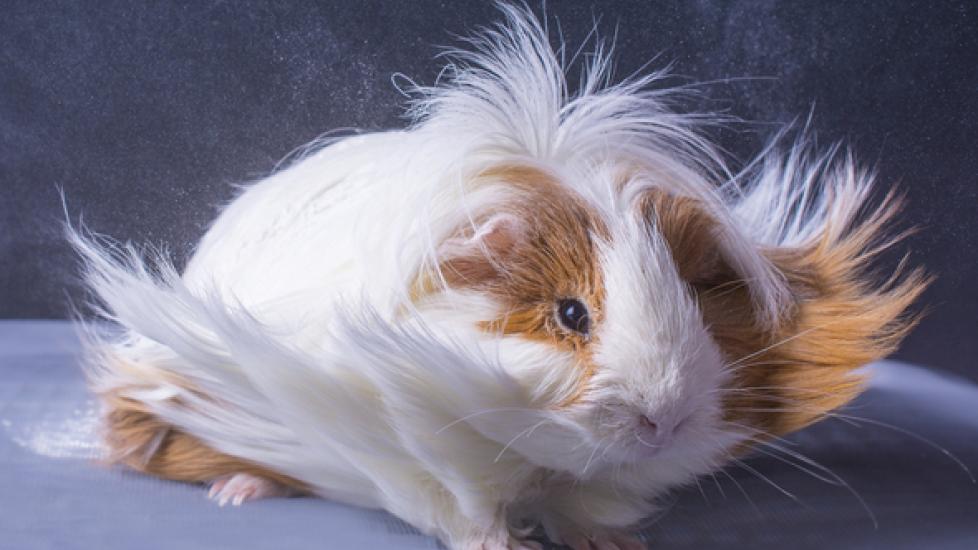 Best 5 Long Hair Guinea Pig Breeds for Your Ultimate Pet Choice in 2025