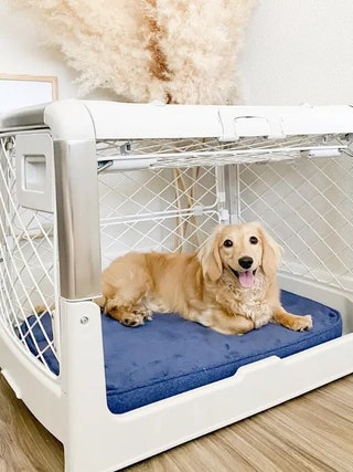 Smart Ways to Choose Cute Dog Crates for a Modern Home in 2025