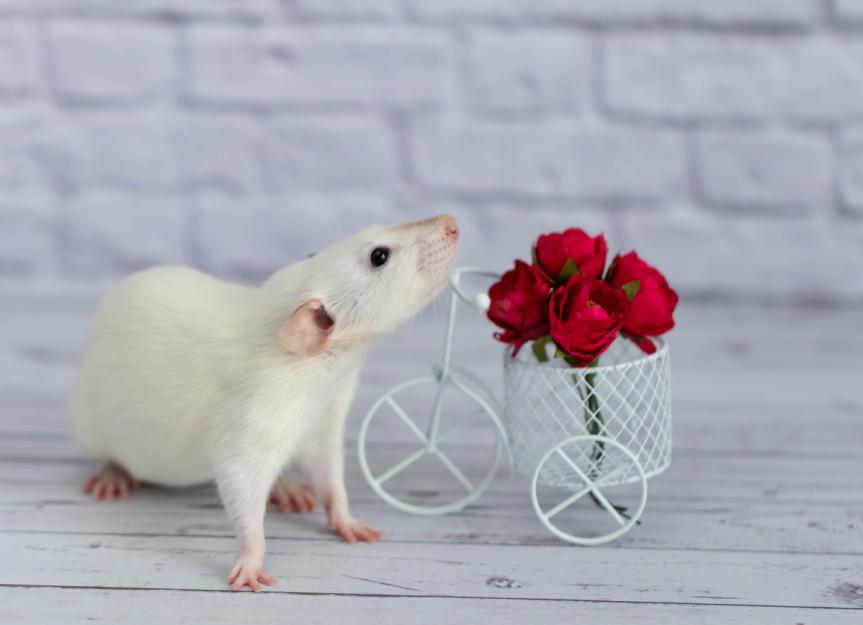 Top 5 Pet Rat Breeds for Modern Companionship in 2025: Discover Your Ideal Friend!