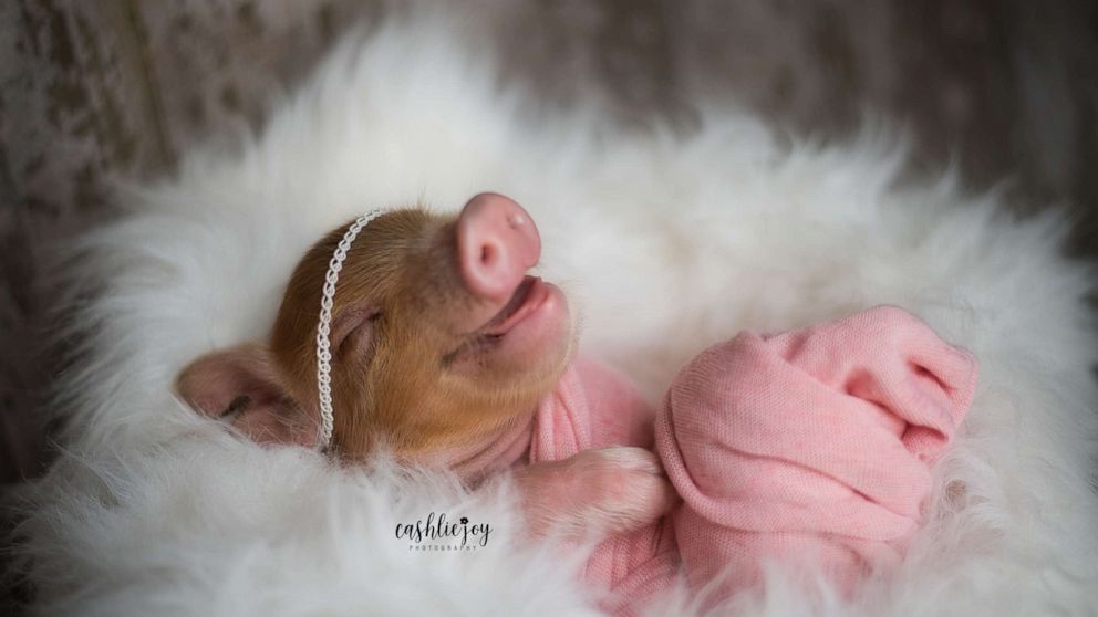 Cute Baby Pig 1