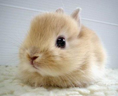 Discover 5 Effective Ways to Care for Your Real Cute Bunny in 2025!