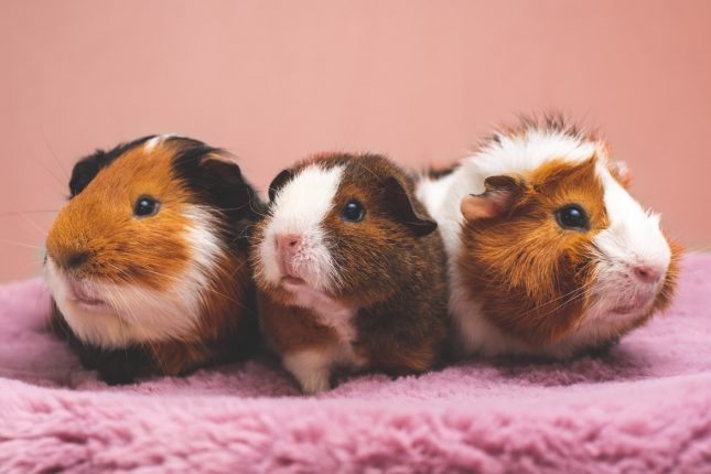 Best 5 Differences Between Gerbils and Guinea Pigs to Understand in 2025