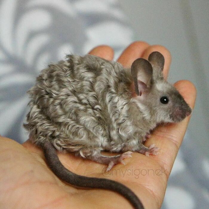 Curly Haired Mice