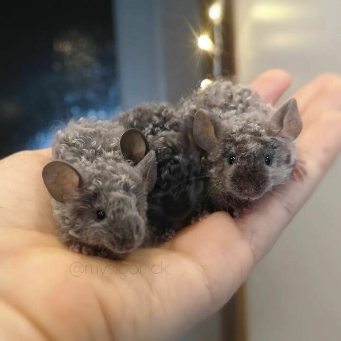 Curly Fur Mice