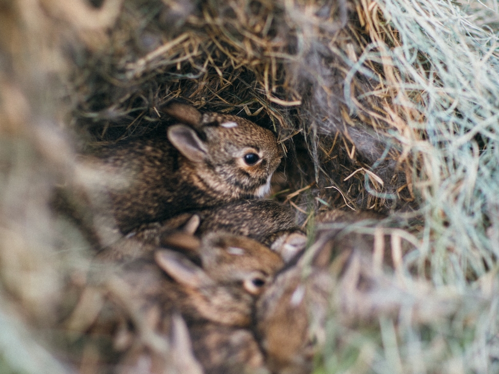 Smart Ways to Choose the Best Baby Rabbit Food for Healthy Growth in 2025