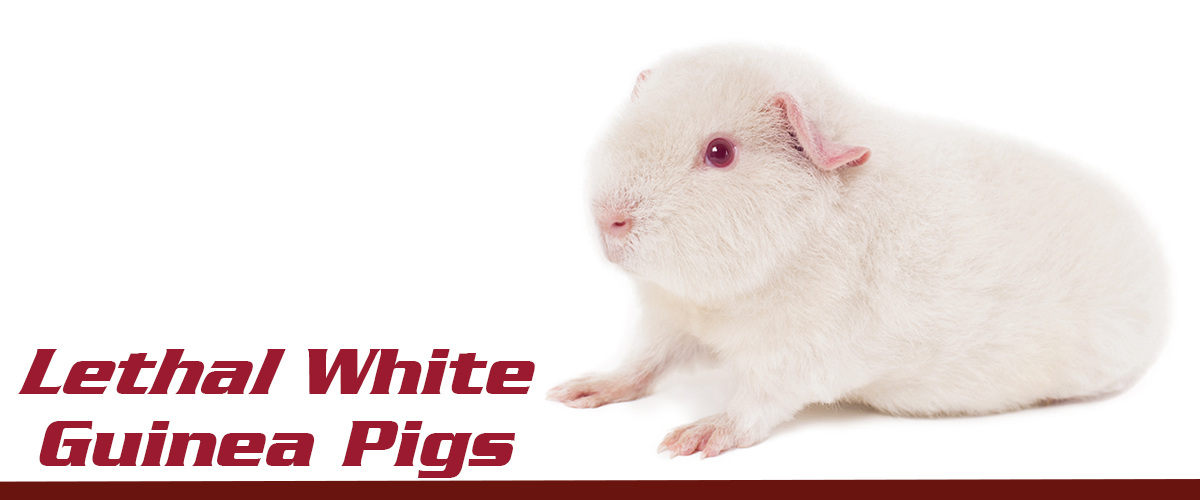 Top 5 Effective Ways to Care for Your White Guinea Pig in 2025