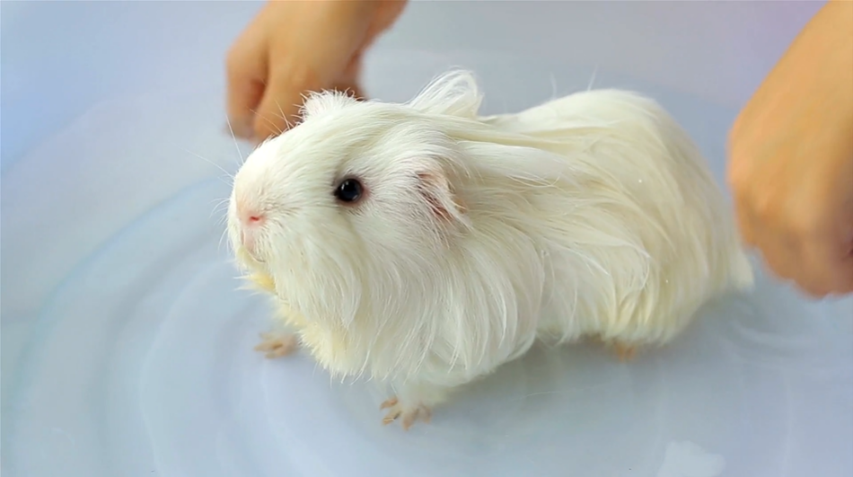 White Guinea Pig