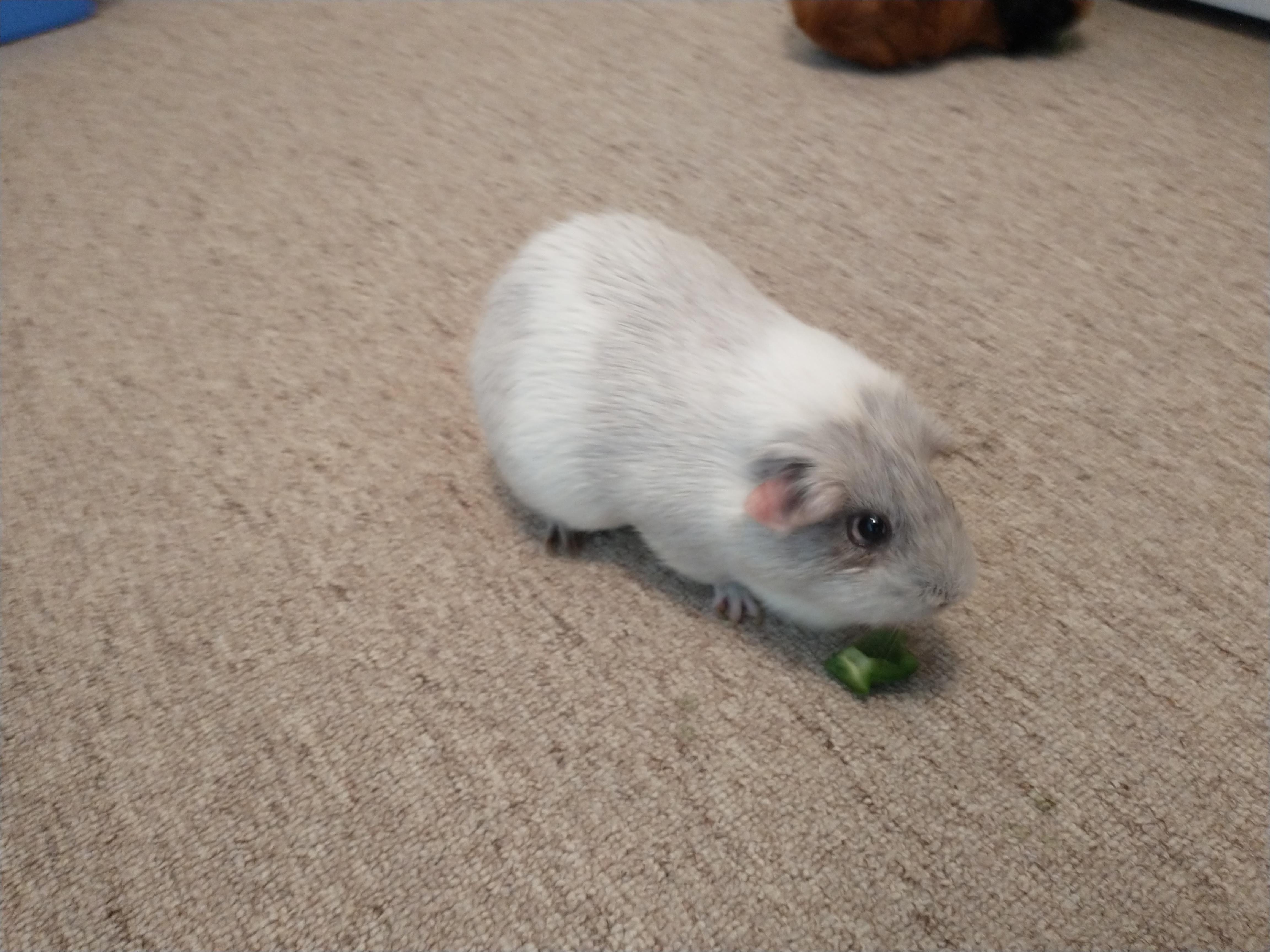 White Guinea Pig Close-Up