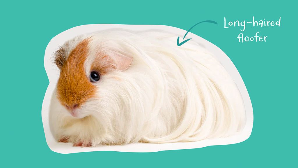 Cute Hairy Guinea Pig