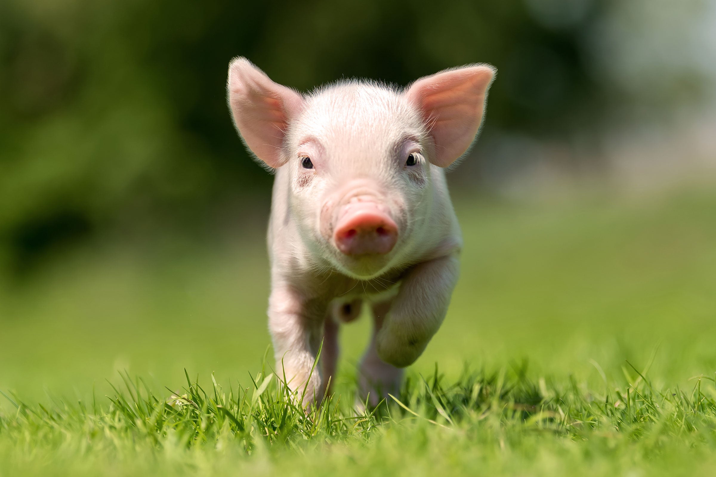 Cute baby pig