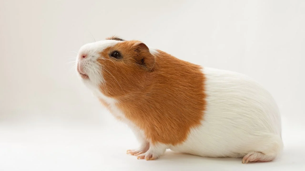 Effective Ways to Care for Your Brown Guinea Pig in 2025: Essential Tips to Enhance Their Well-being