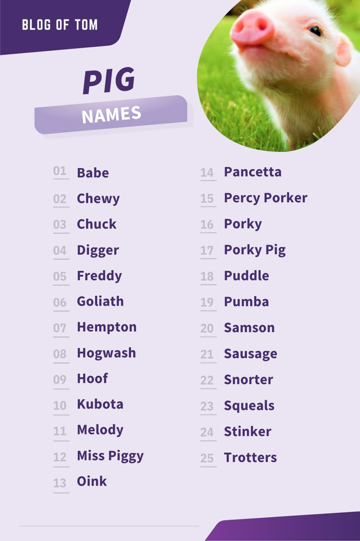 How to Choose the Best Girl Pig Names for Your New Pet in 2025