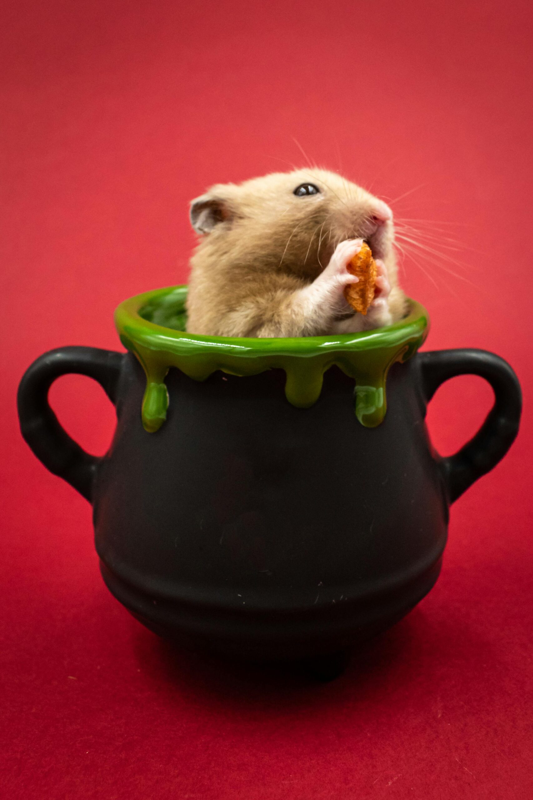 Effective Ways to Care for Your Roborovski Dwarf Hamster in 2025: A Smart Guide to a Happy Pet