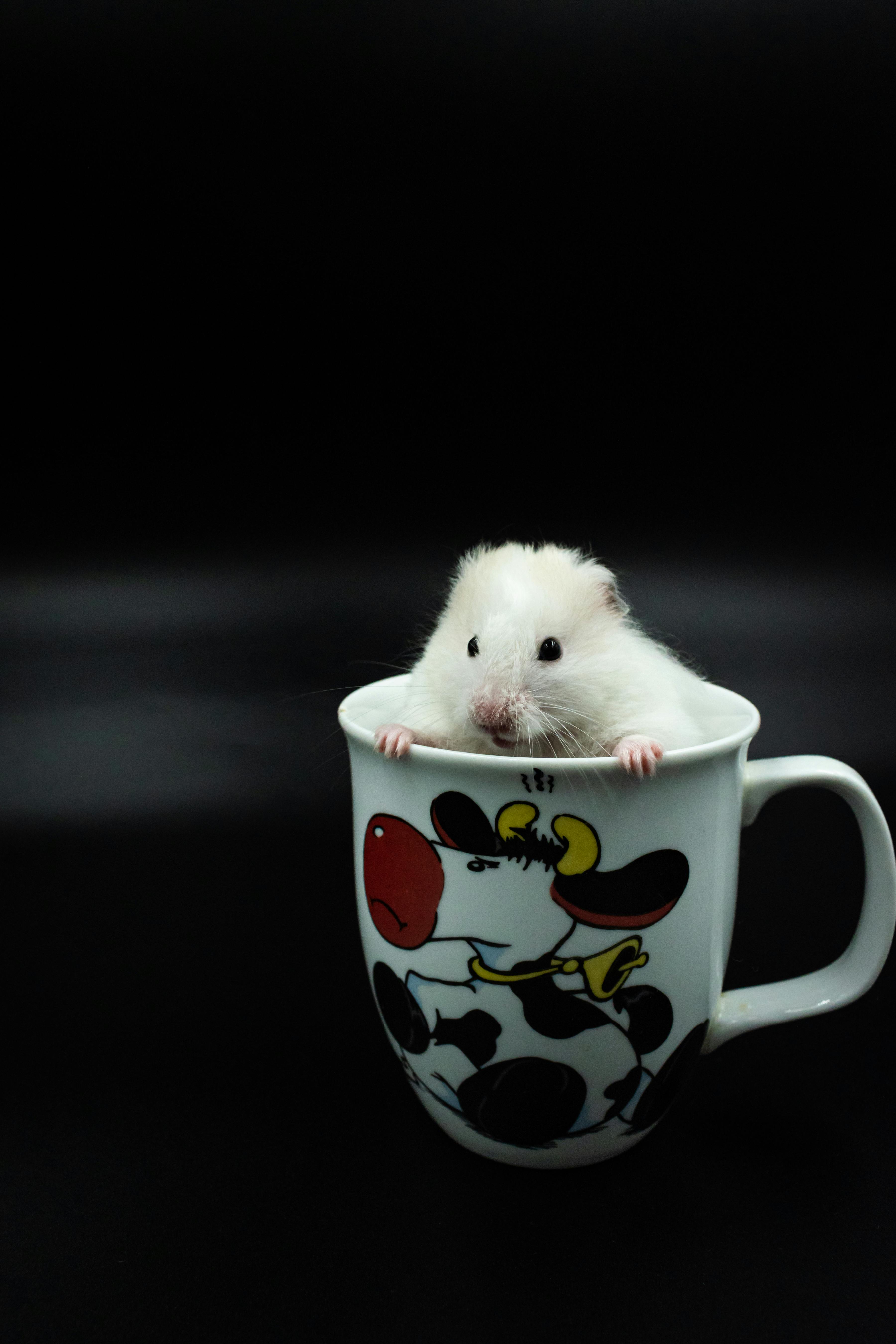 Cute Roborovski Dwarf Hamster