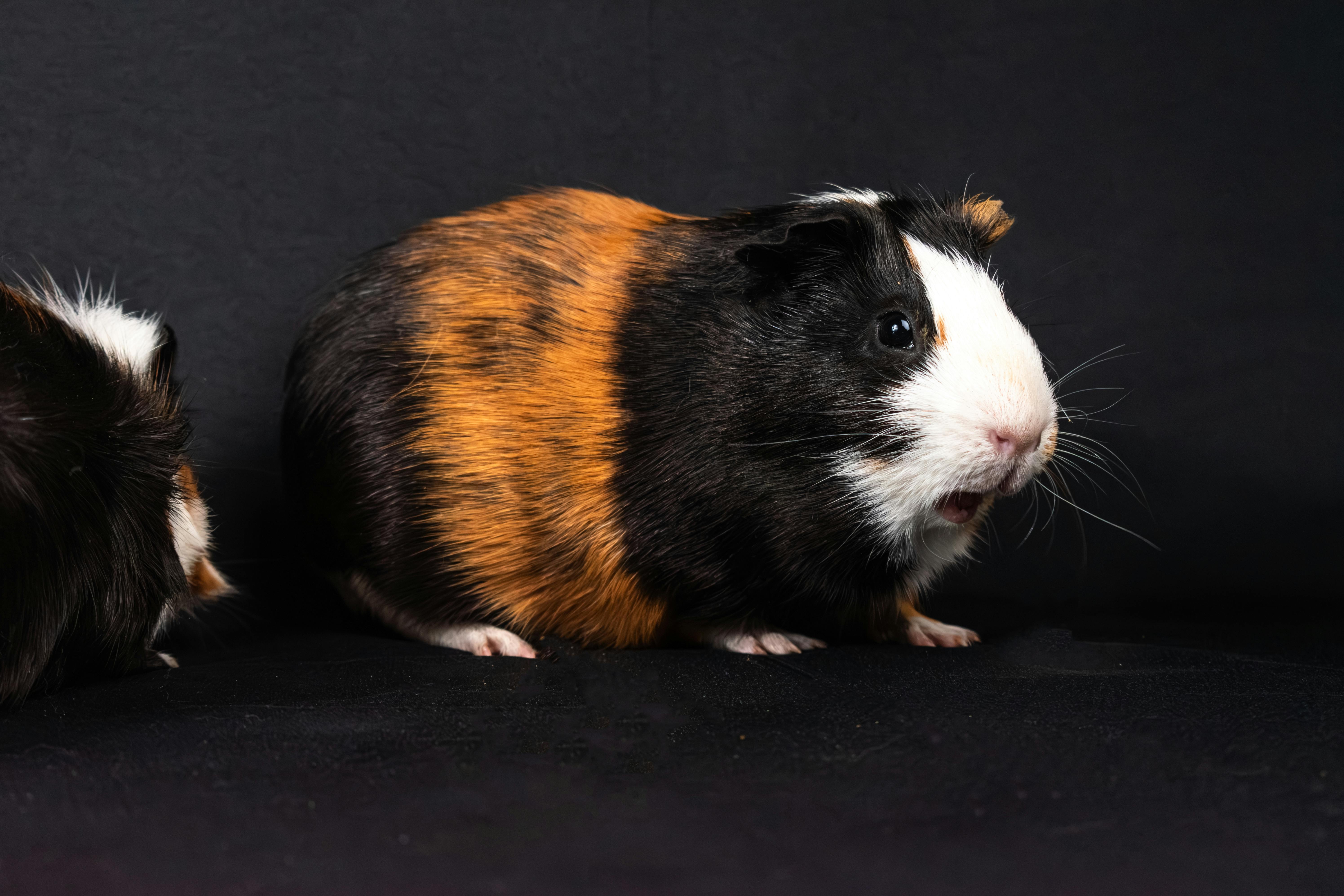 Roborovski Dwarf Hamster in Its Habitat