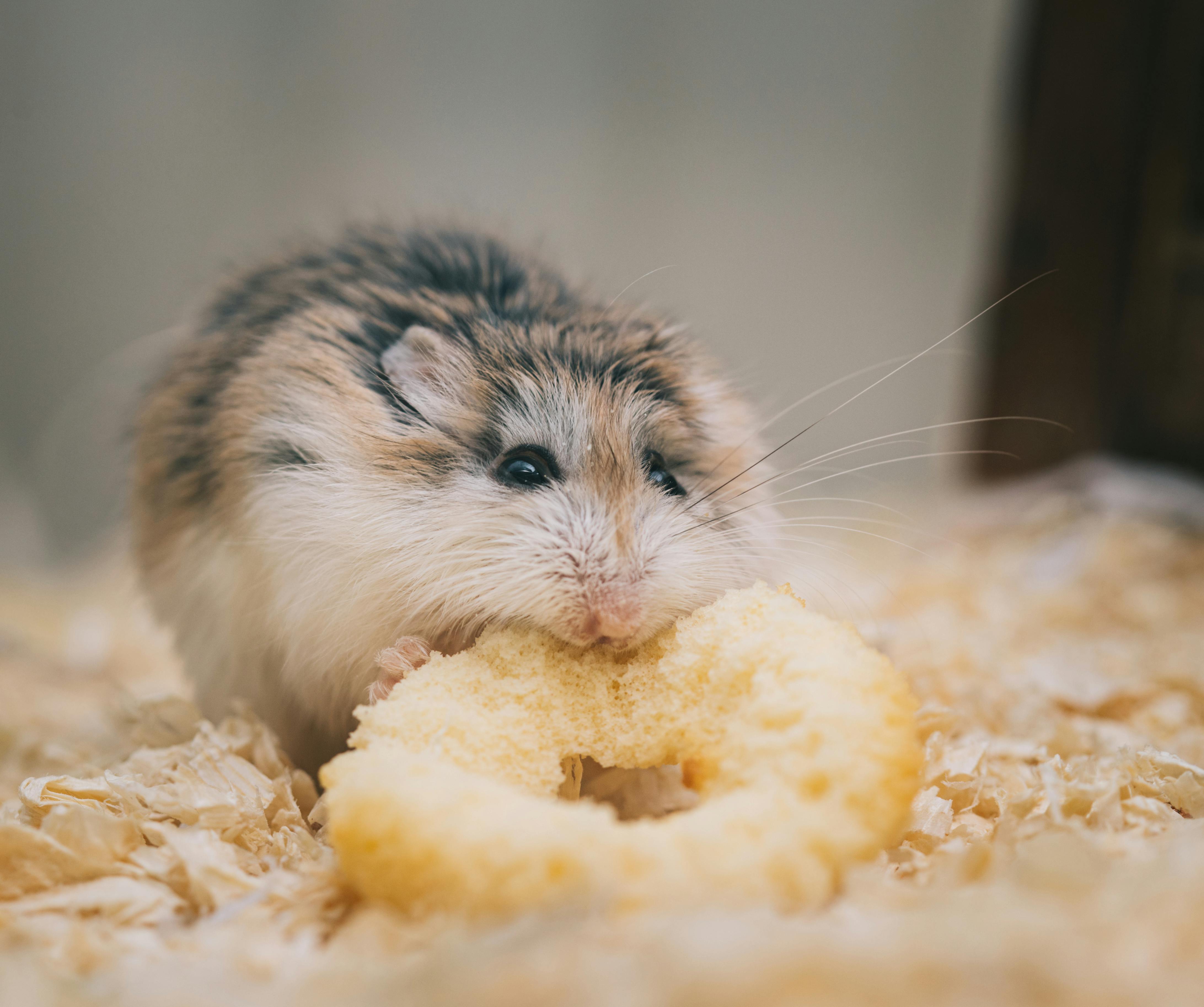 Hamster with Wet Tail