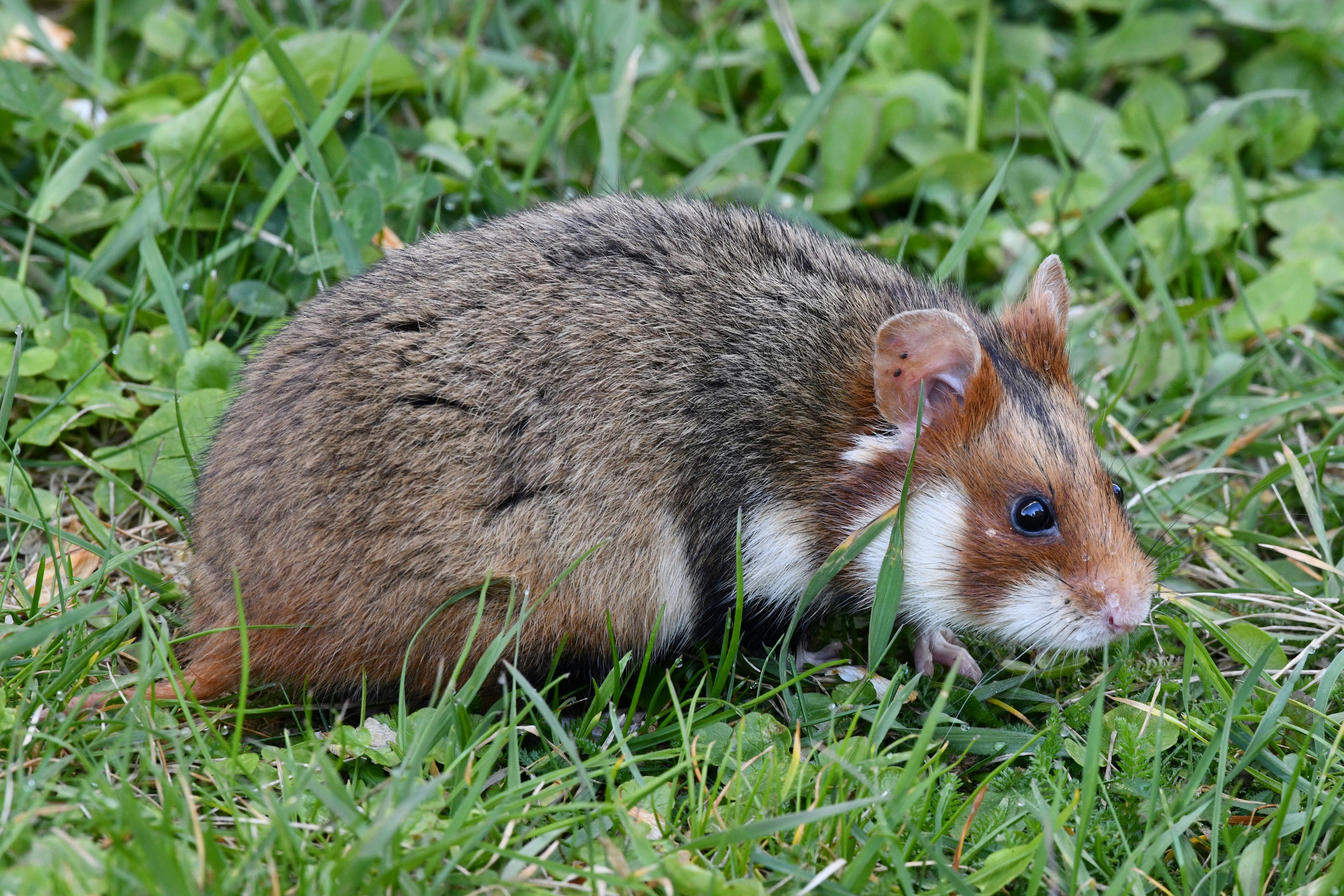 Treatment for Hamster Wet Tail