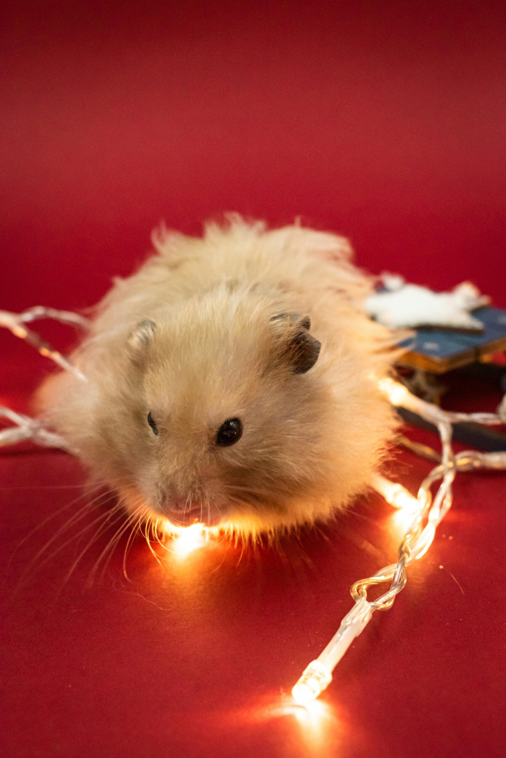 Top 7 Effective Ways to Enhance Dwarf Hamster Lifespan in 2025