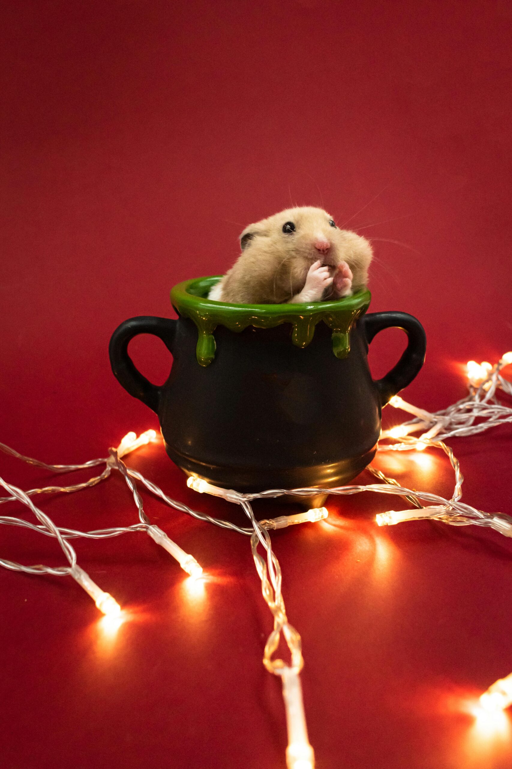 Effective Ways to Care for a Robo Dwarf Hamster in 2025: Essential Tips to Improve Their Health