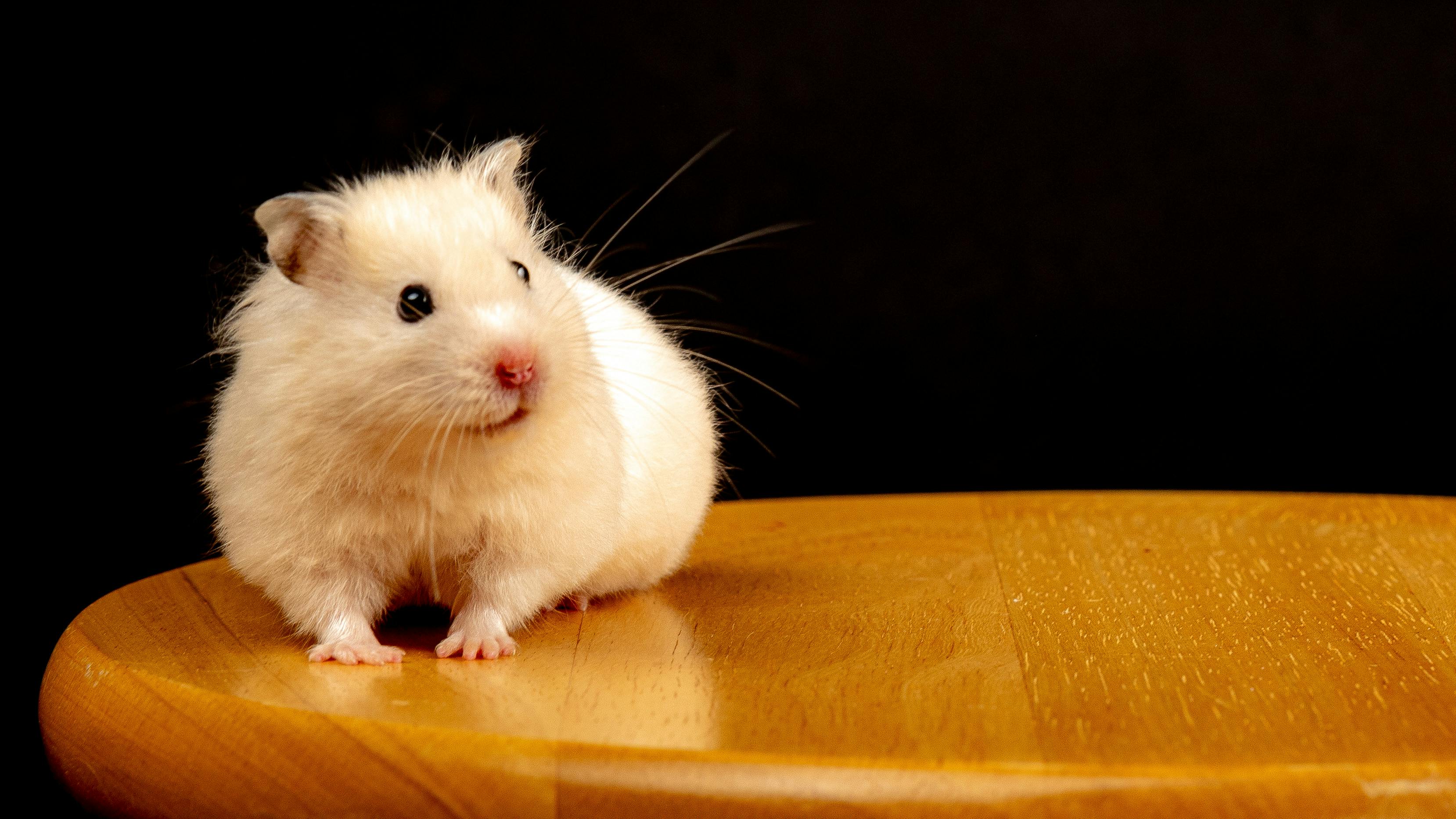 Robo Dwarf Hamster