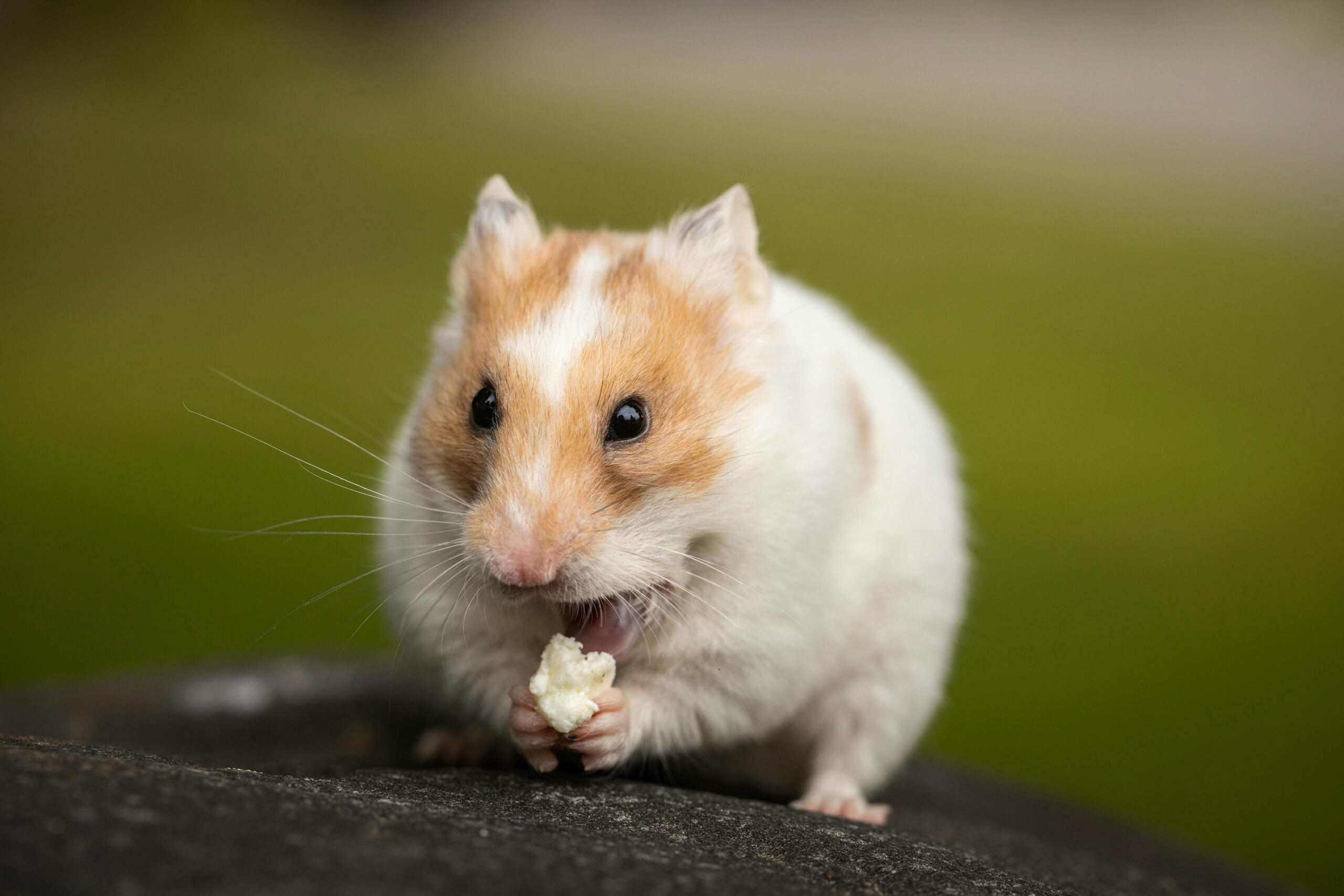 Explore the Best 5 Options for Syrian Hamsters for Sale in 2025!