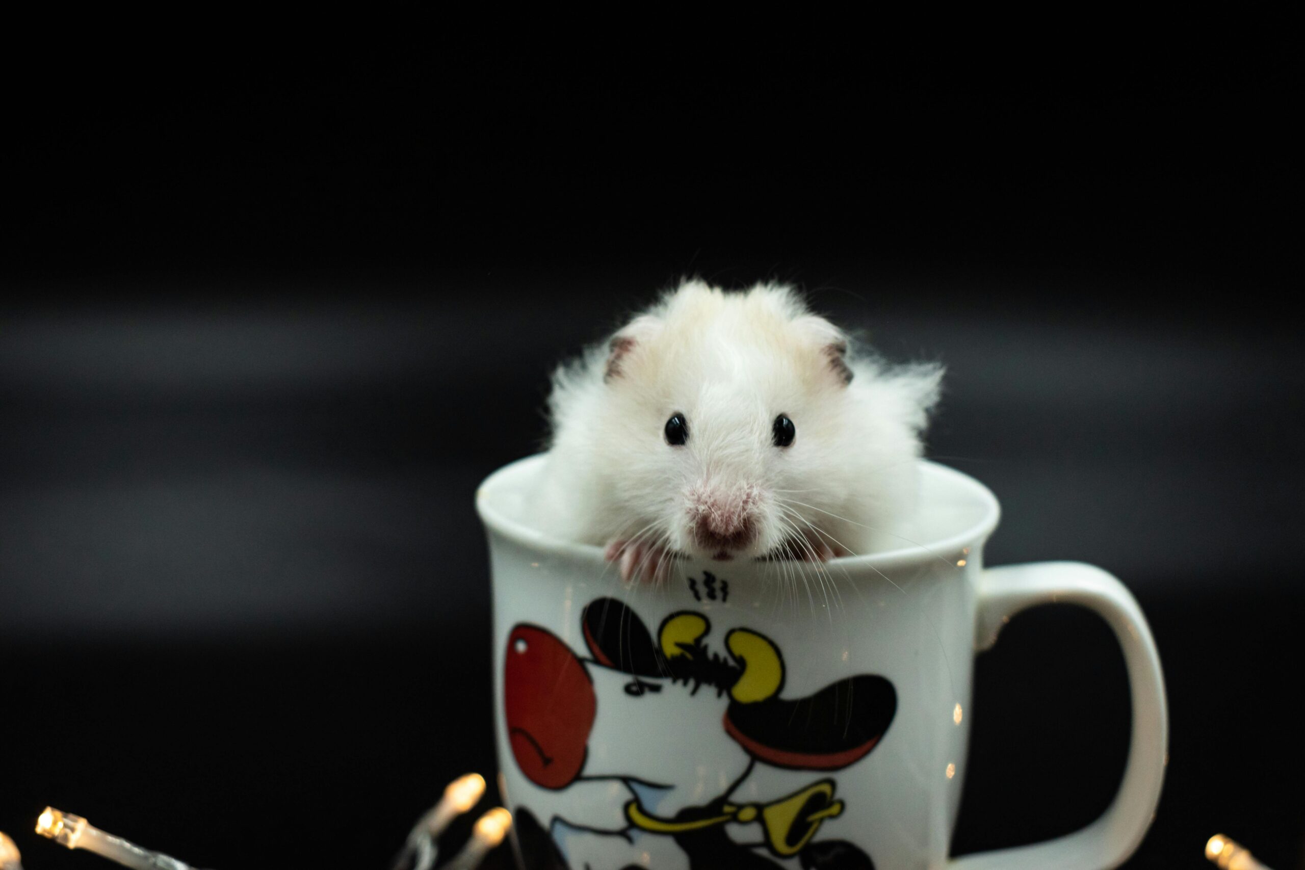 Practical Guide to White Dwarf Hamster Care: Essential Tips for 2025