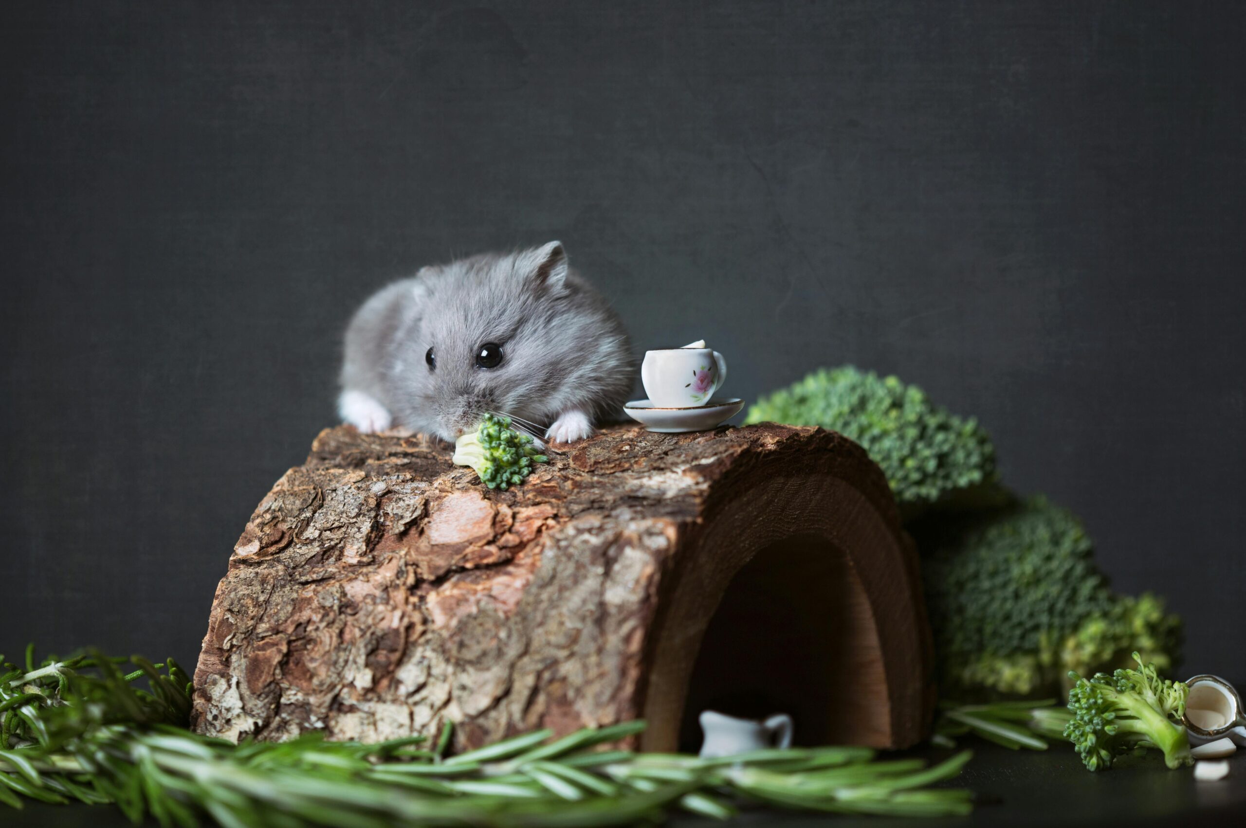 Practical Guide to Caring for Your Siberian Dwarf Hamster in 2025