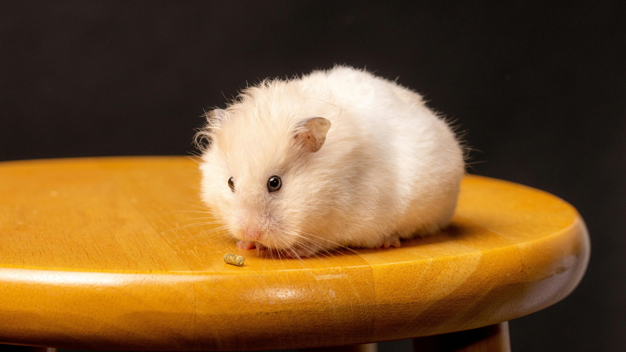 Effective Ways to Optimize Syrian Hamster Diet for Better Health in 2025