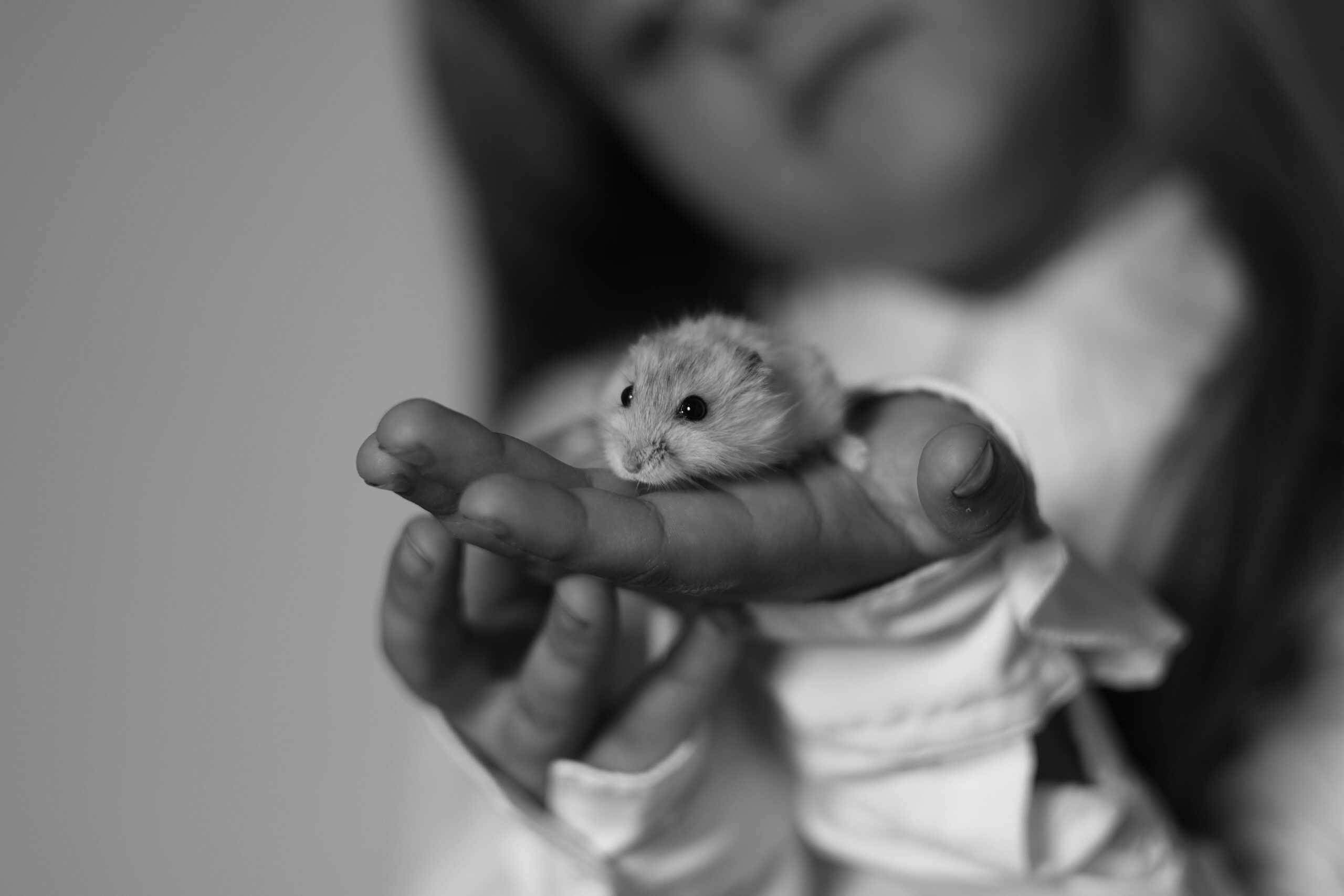 Smart Guide to Dwarf Hamster Breeds: Discover the Best Choices for 2025