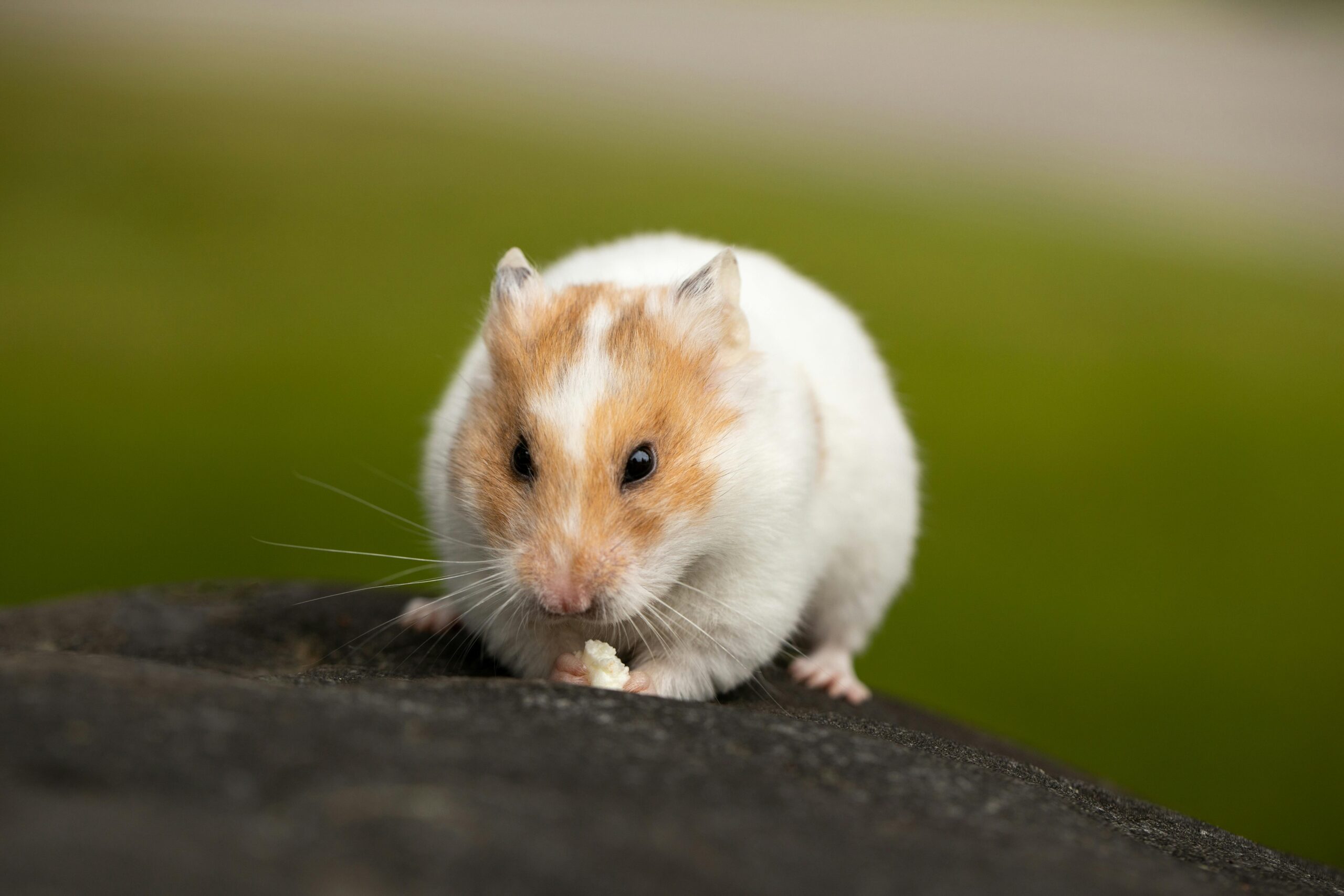 Effective Ways to Enhance Syrian Hamster Care for a Healthy Pet in 2025