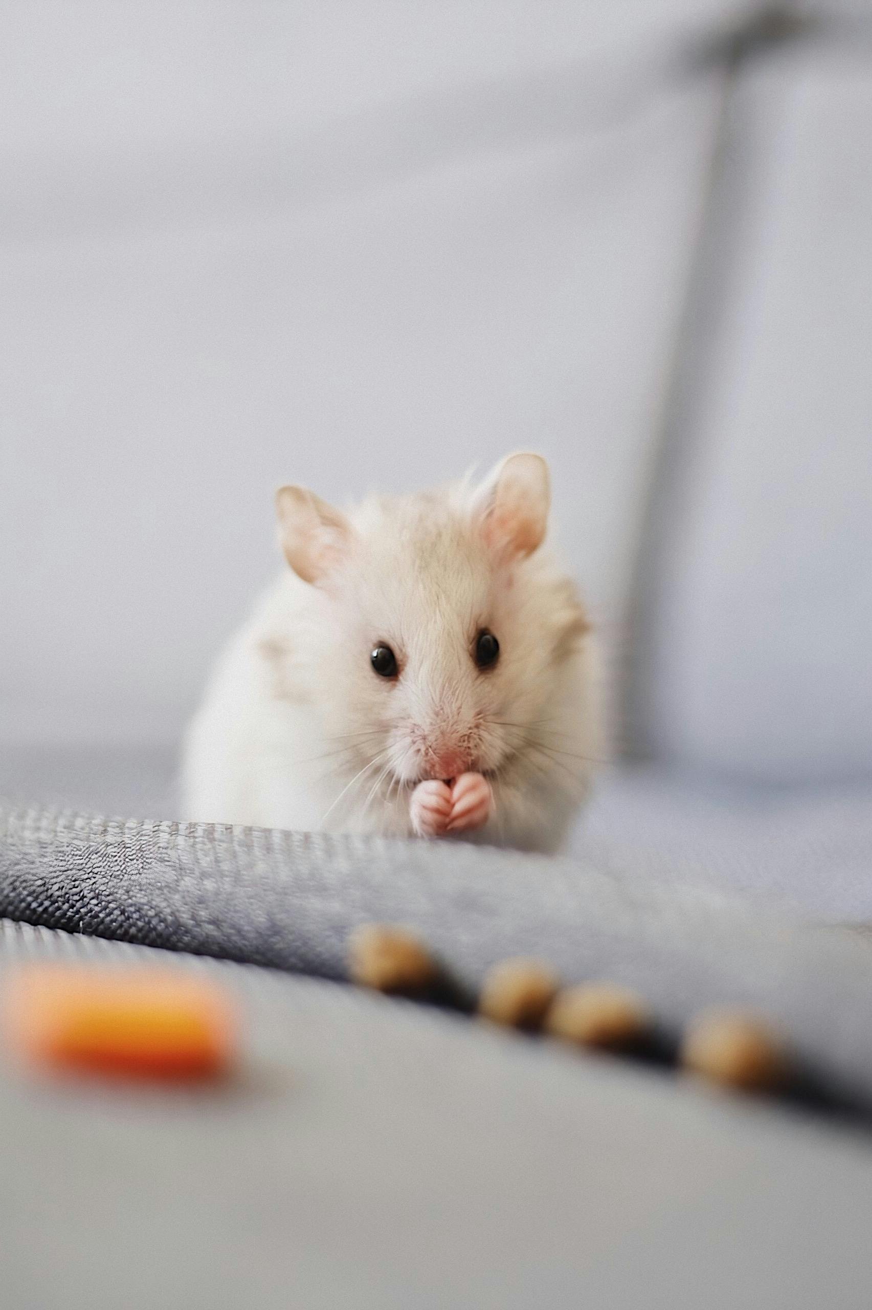 Effective Ways to Understand Syrian Hamster Characteristics in 2025