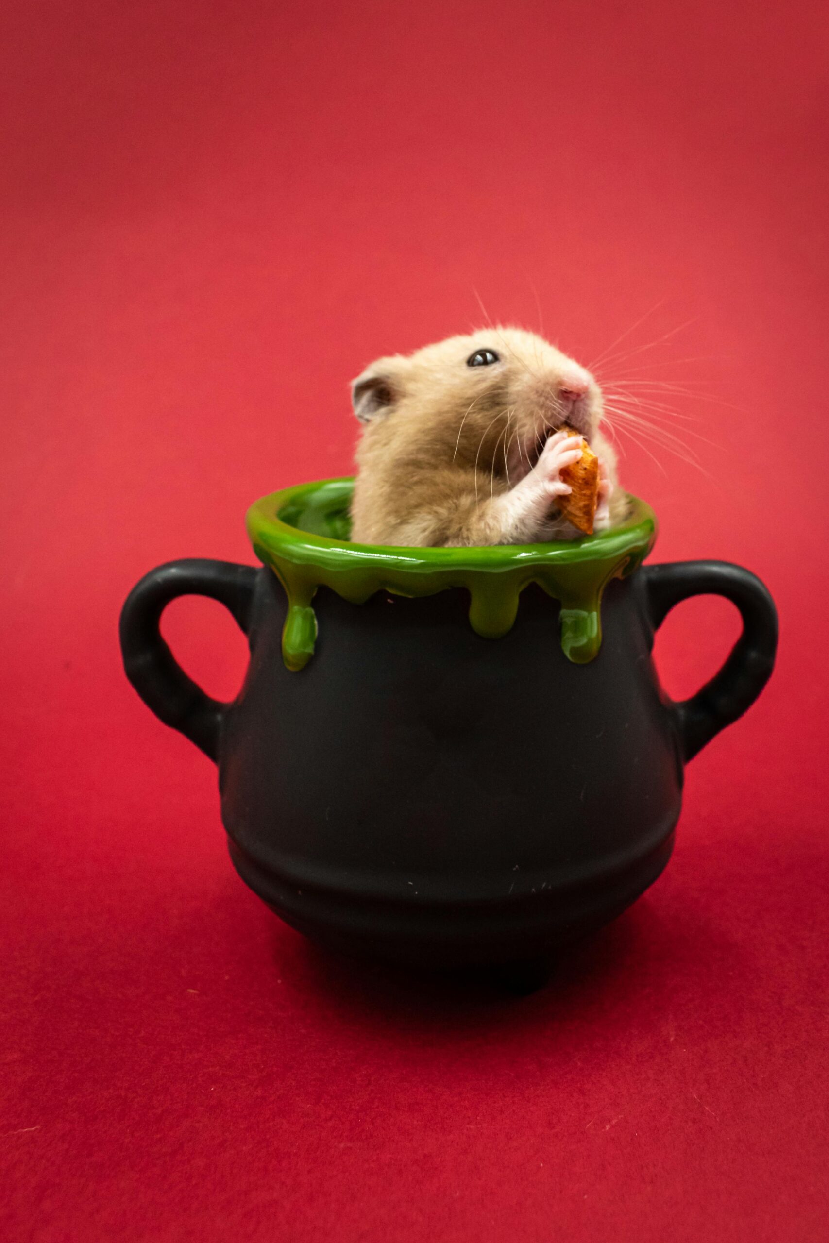 Effective Ways to Enhance Dwarf Hamster Care for a Happy Pet in 2025