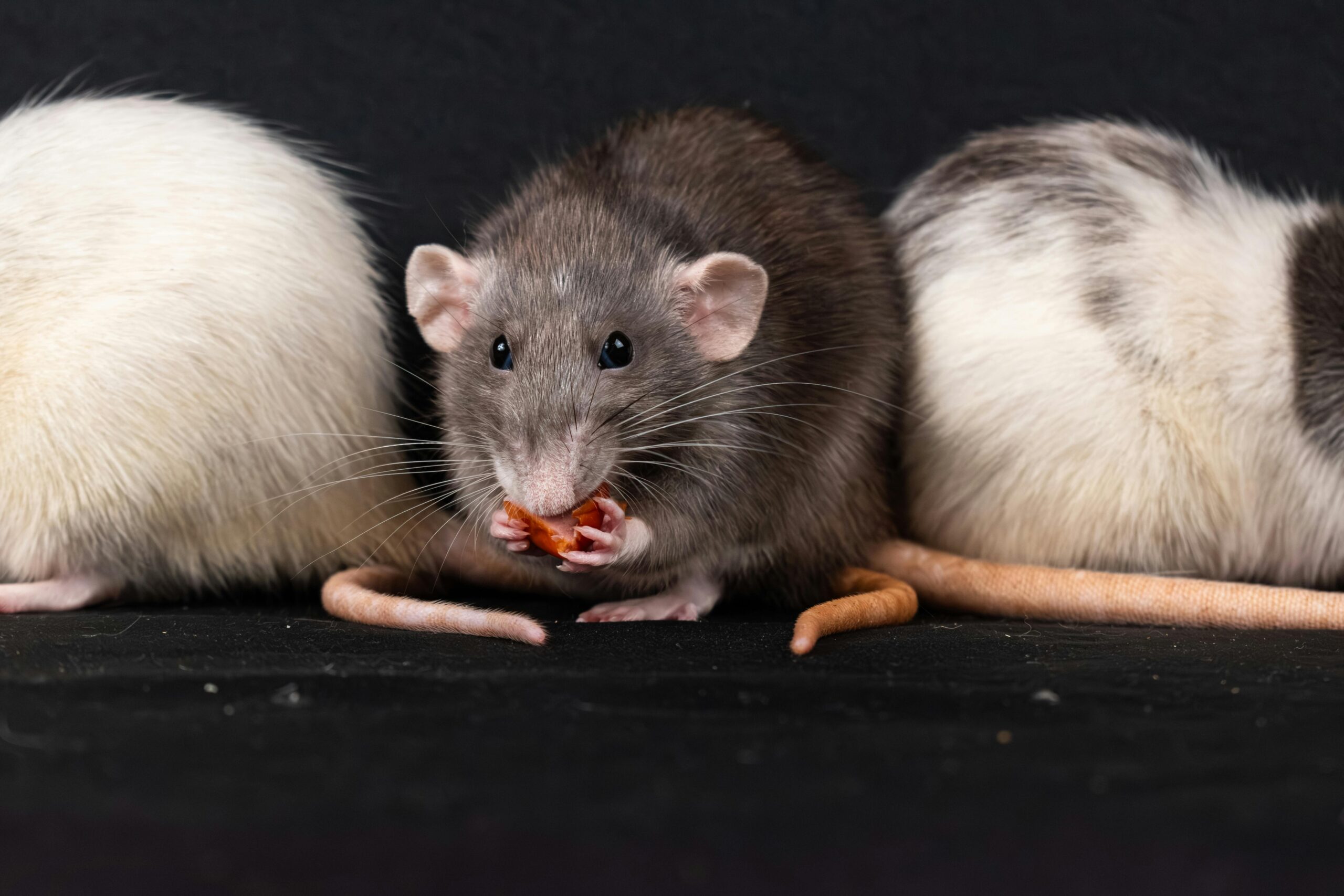 Best 5 Ways to Choose Healthy Rats for Sale in 2025: A Practical Guide