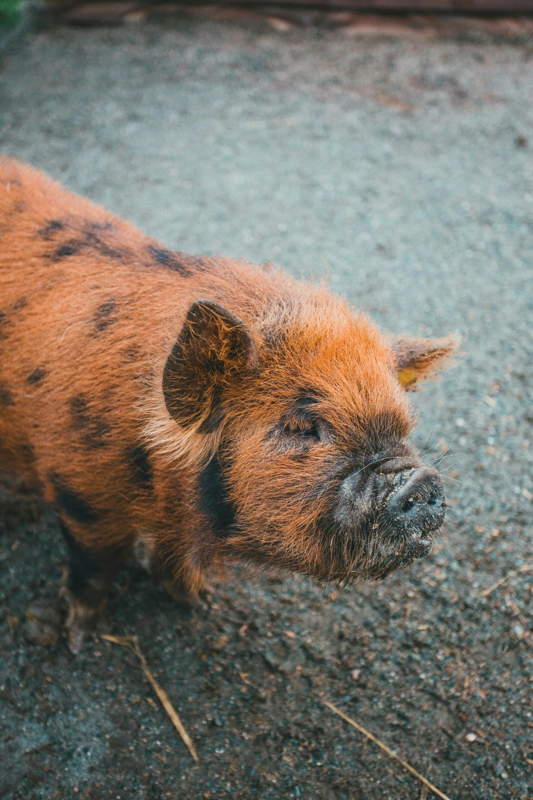 Comprehensive Guide to Guinea Pig Life Span: Understand Their Needs in 2025