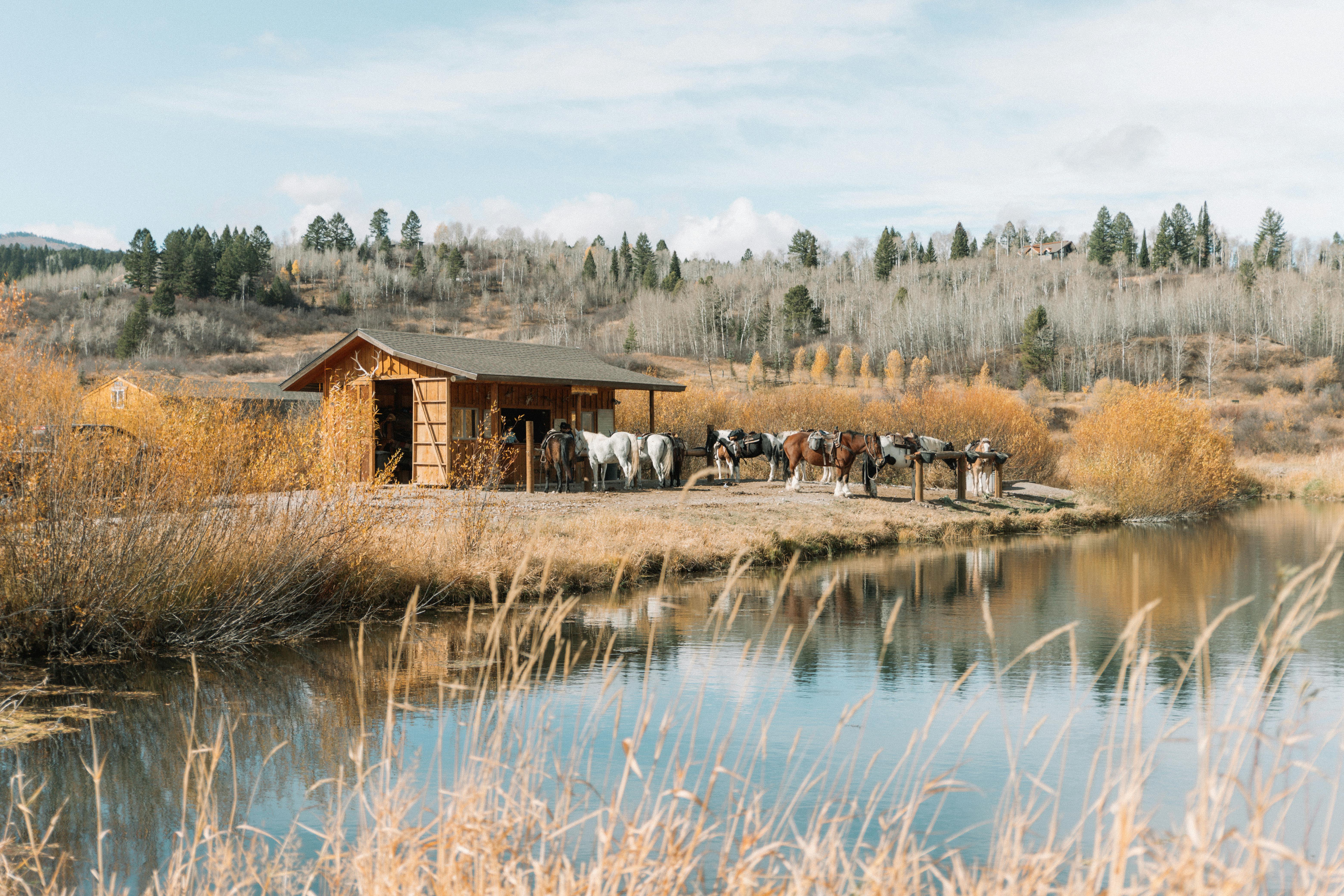 Farm Animals for Sale - Goats and Sheep