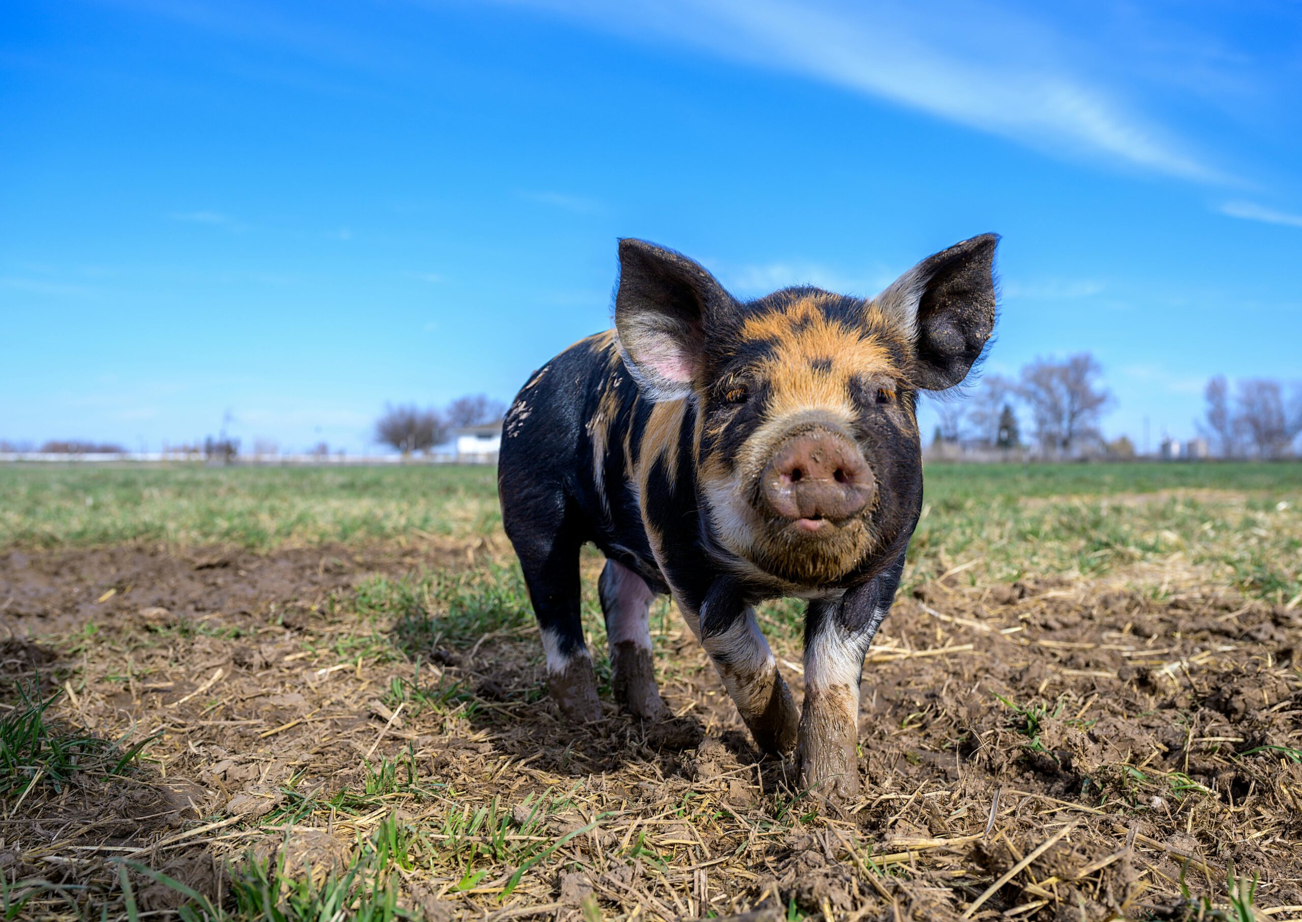 Top 5 Mini Pig for Sale Options to Consider in 2025 – Discover Your Perfect Pet!