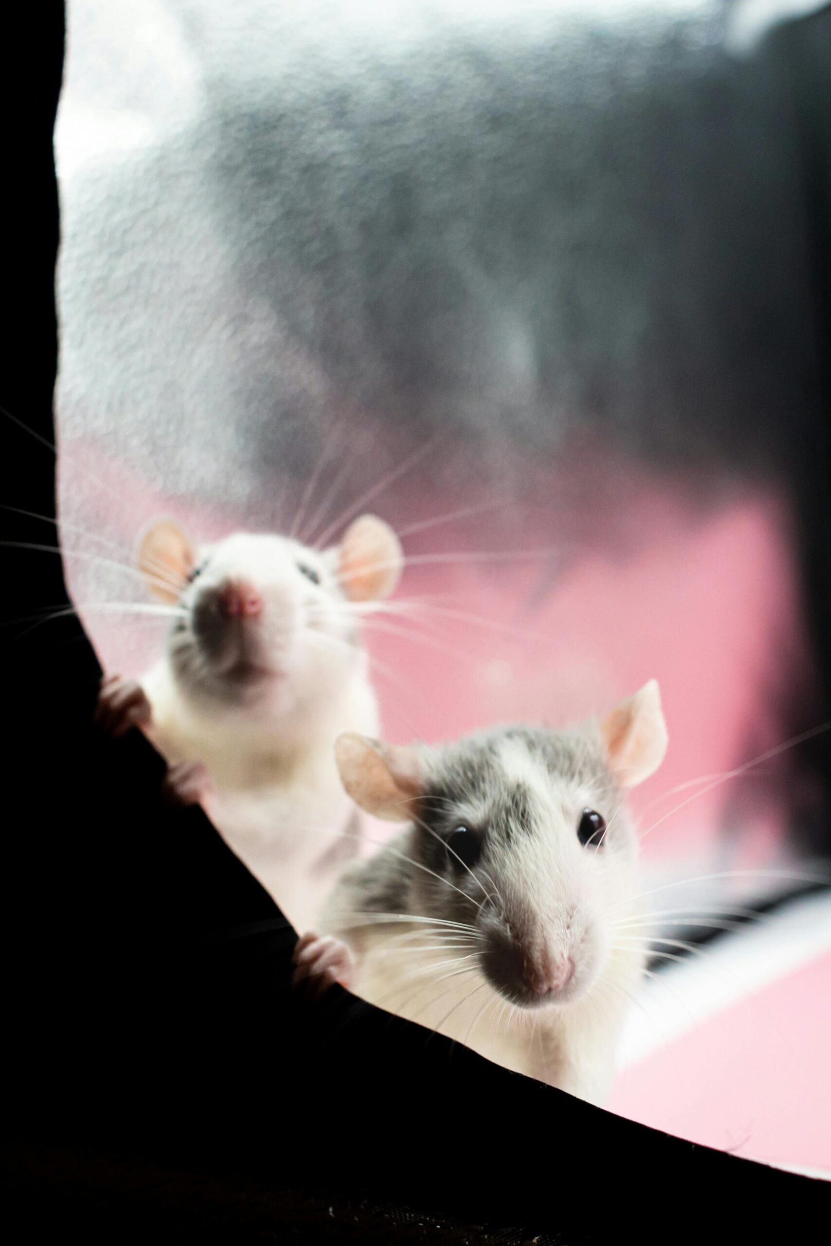 Smart Ways to Care for Cute Pet Rats in 2025: Essential Tips for Happy Rodents