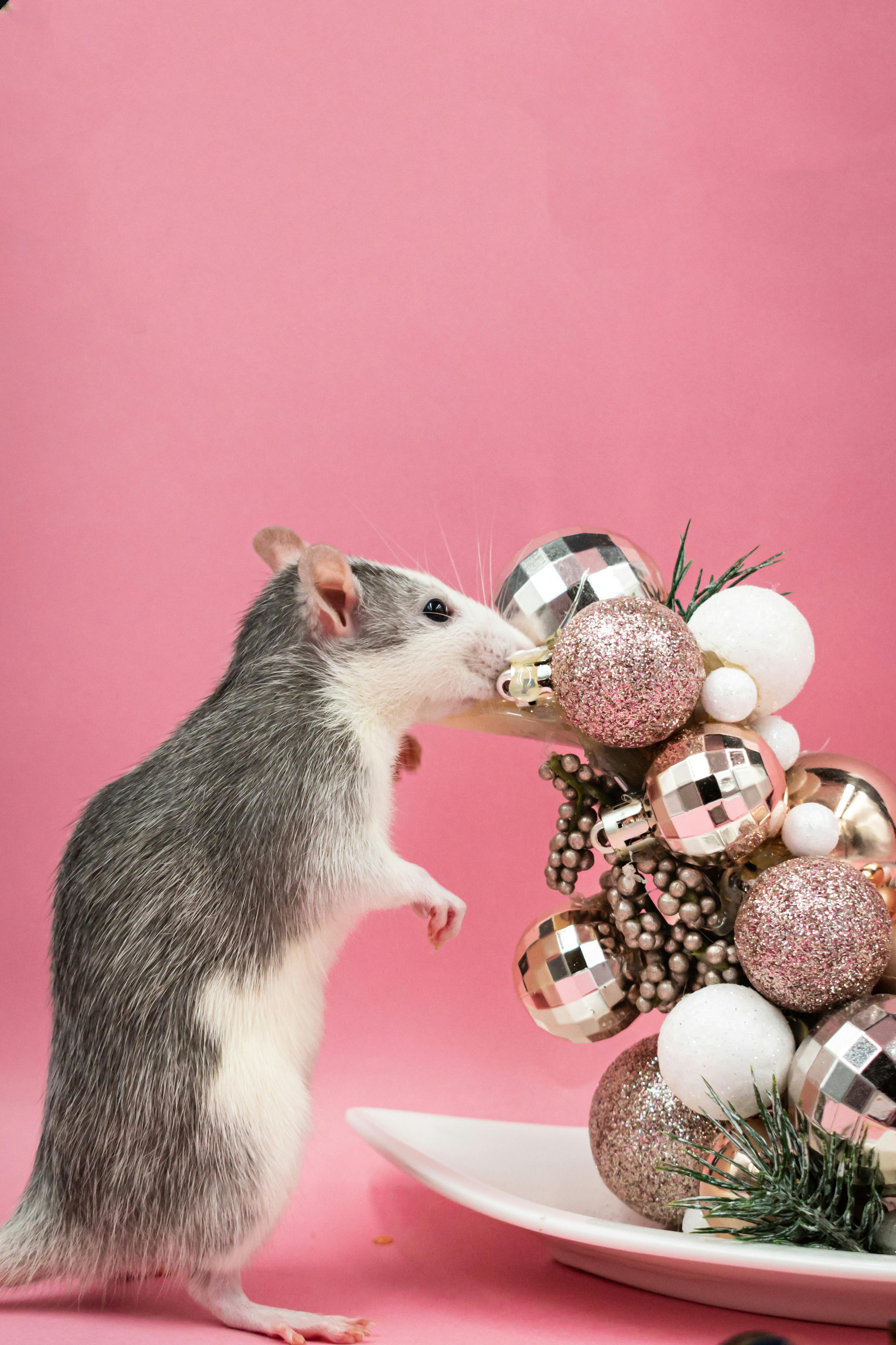 Happy Pet Rats