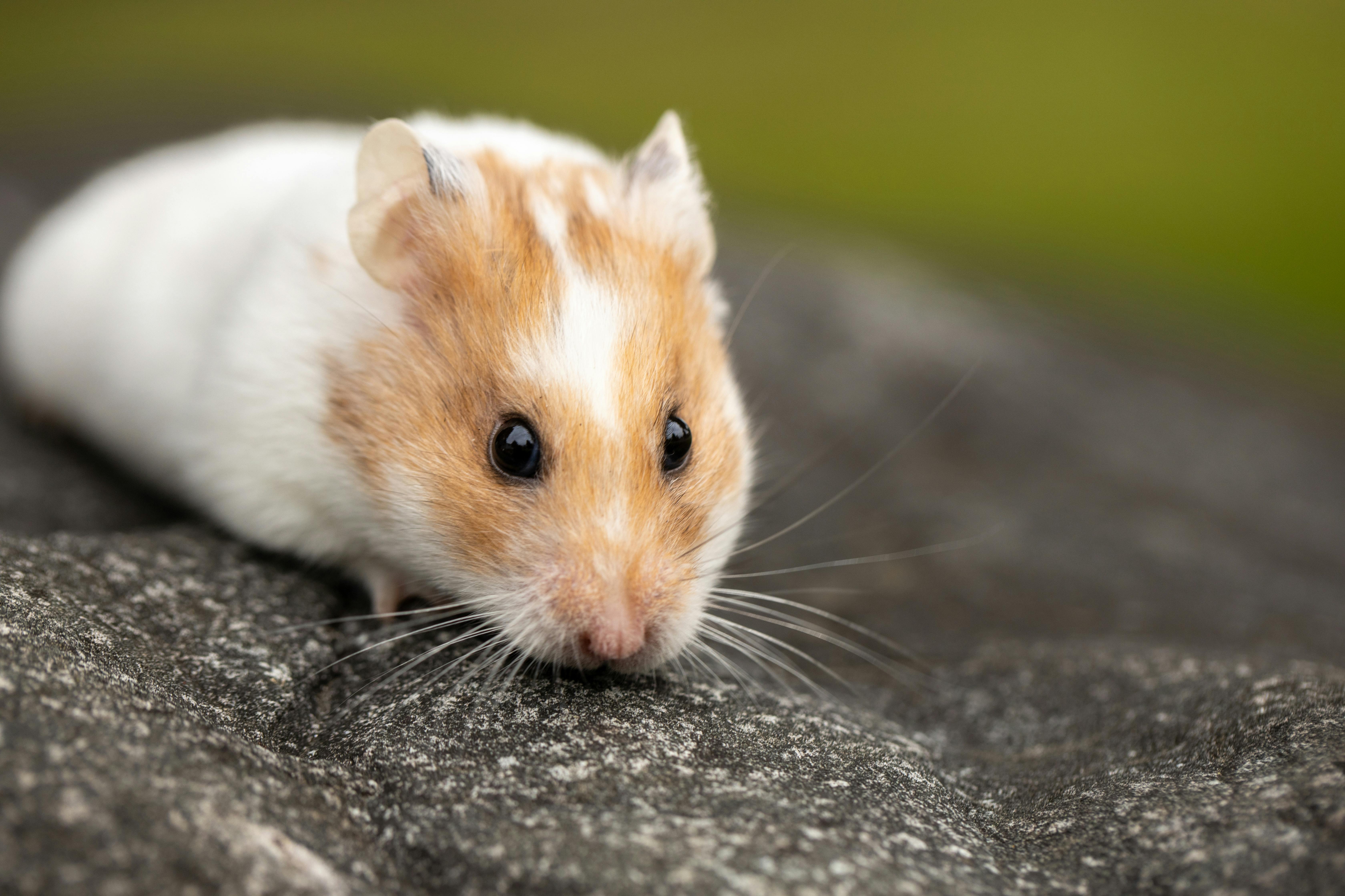 Adorable Hamster